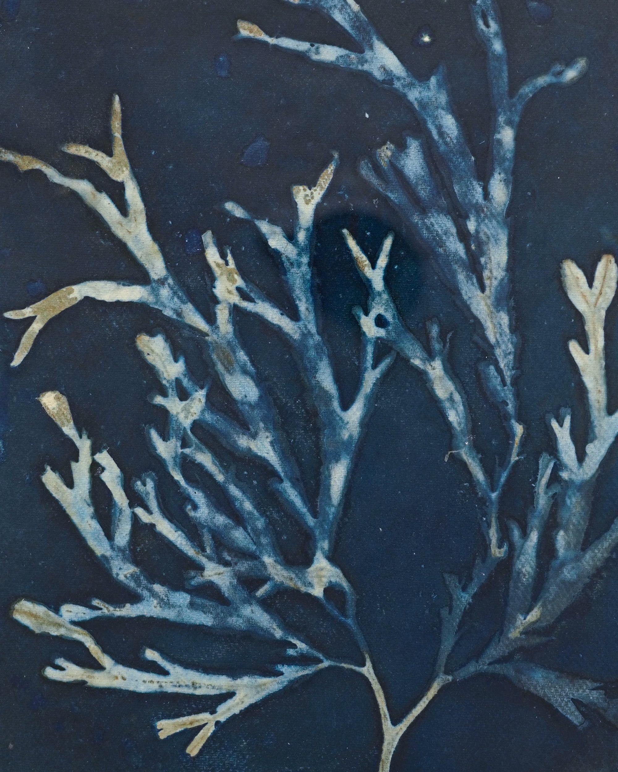 Kate Mullock - Seaweed A3 - 6