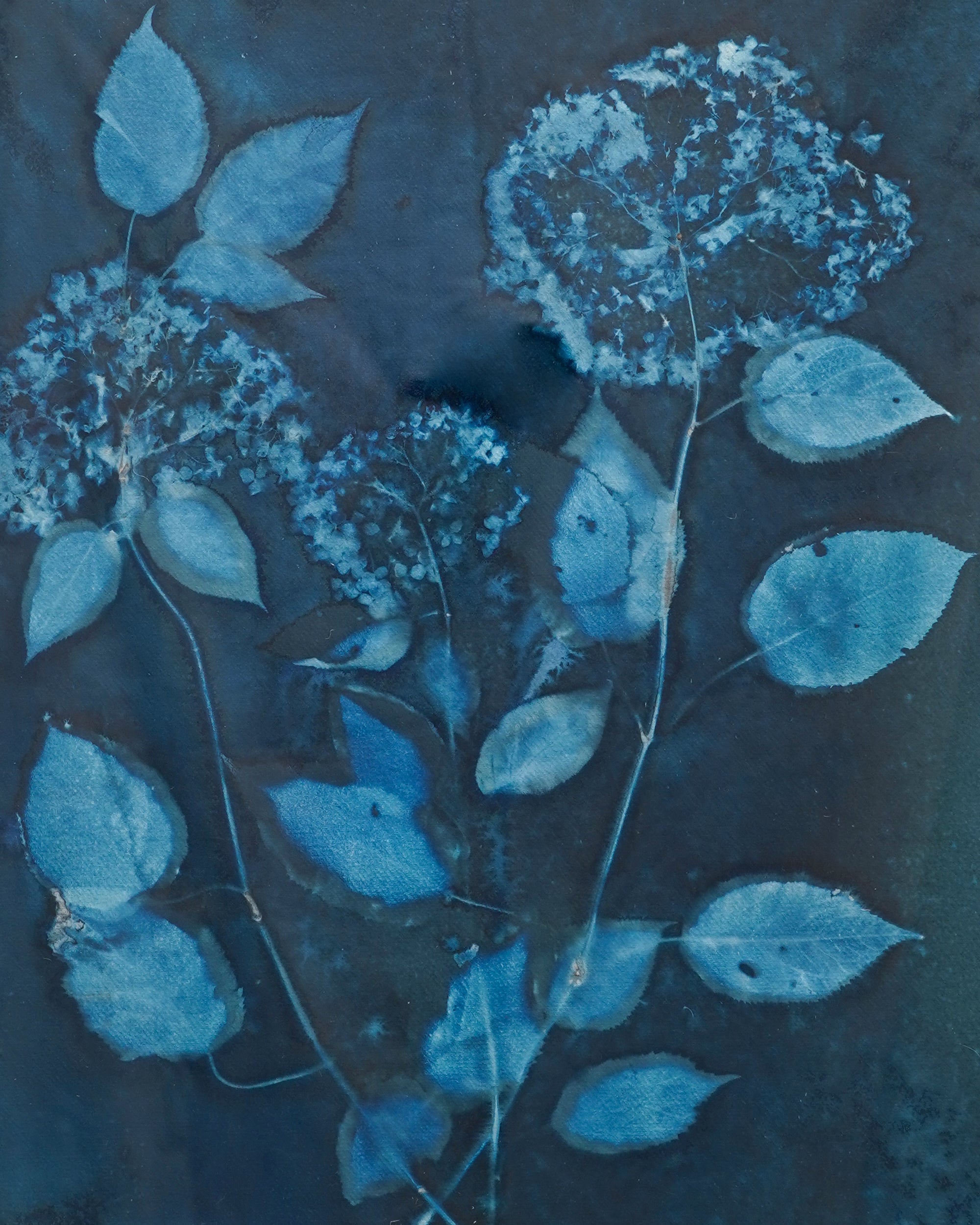 Kate Mullock - Hydrangea 1