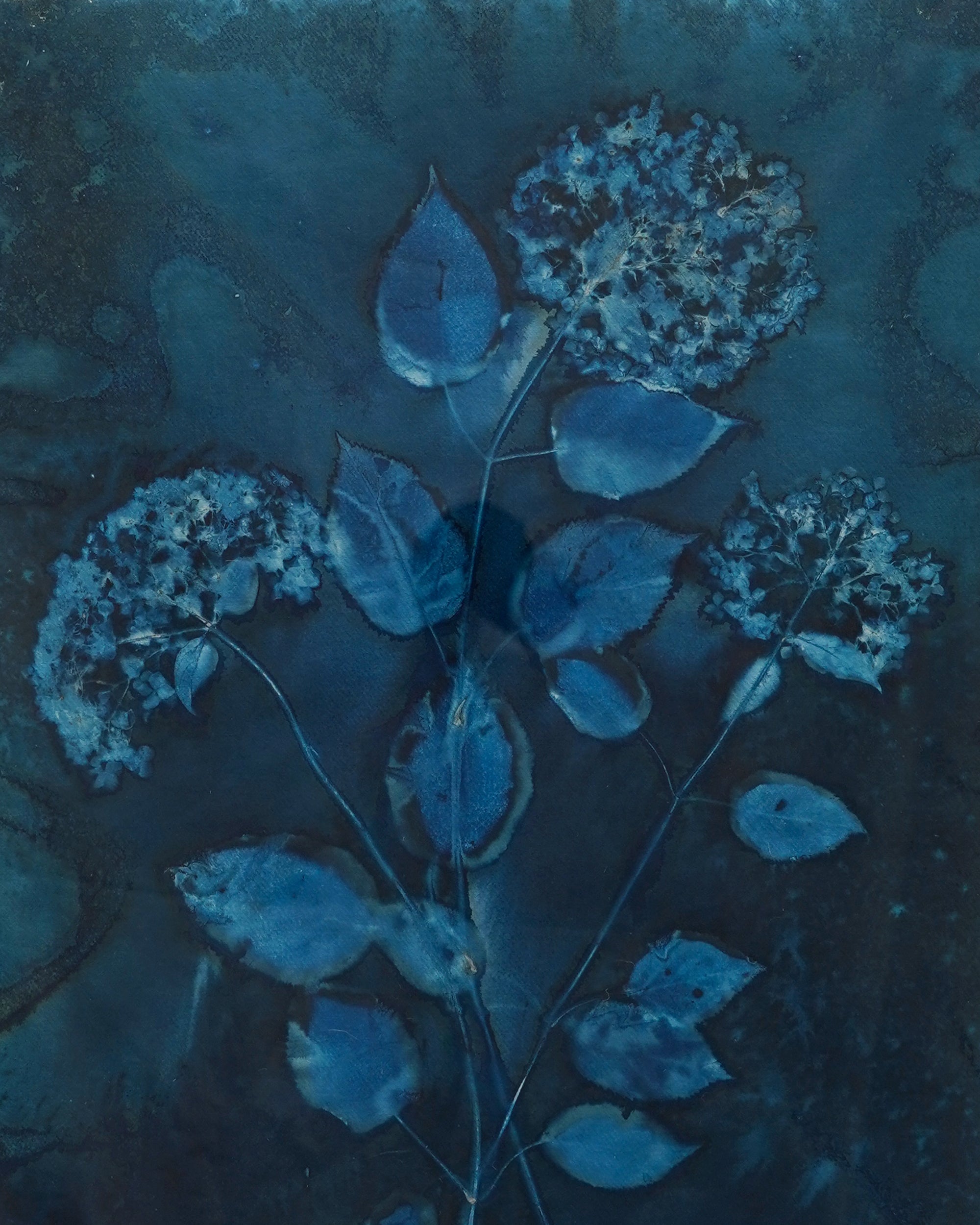 Kate Mullock - Hydrangea 2