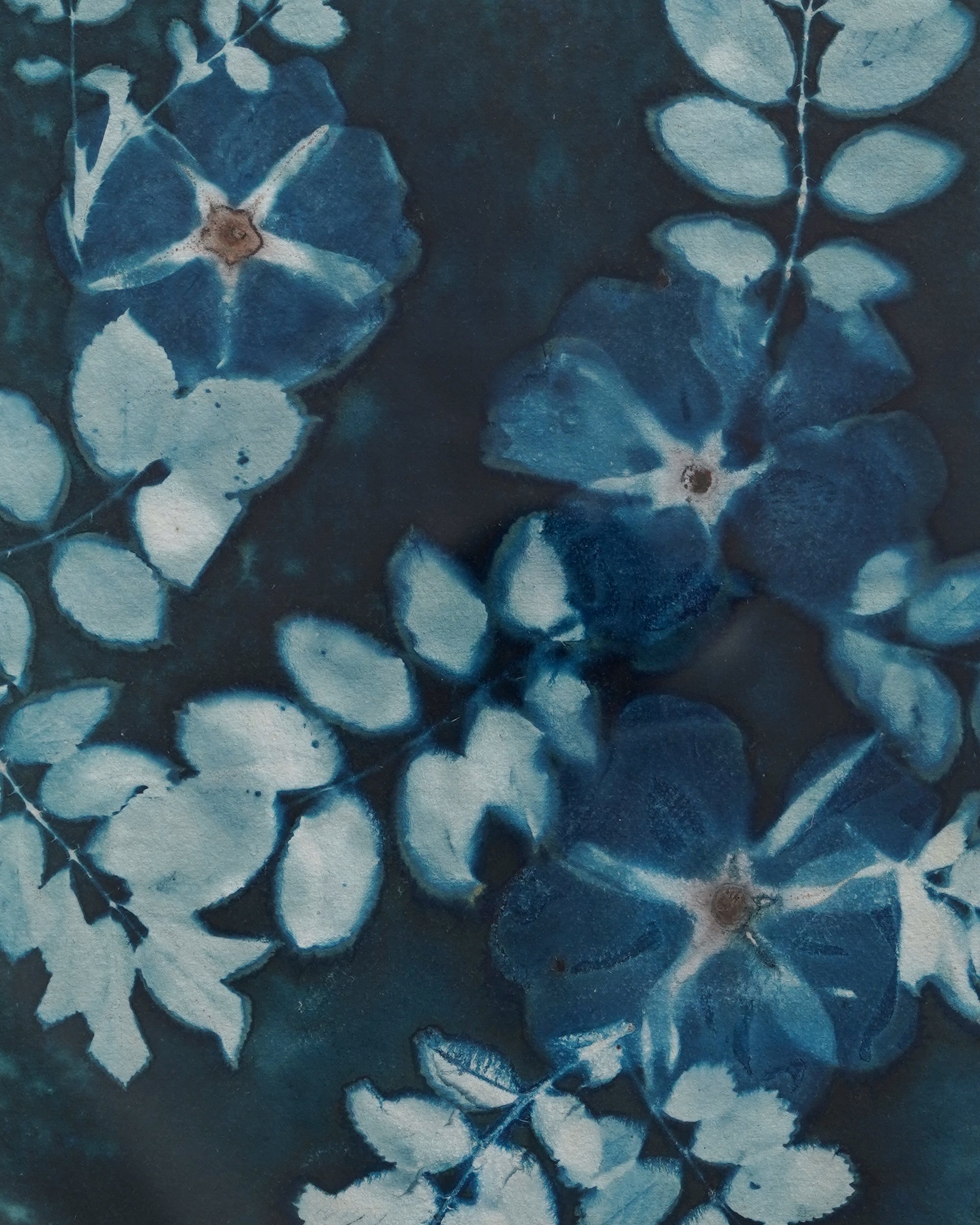 Kate Mullock - Rose 1