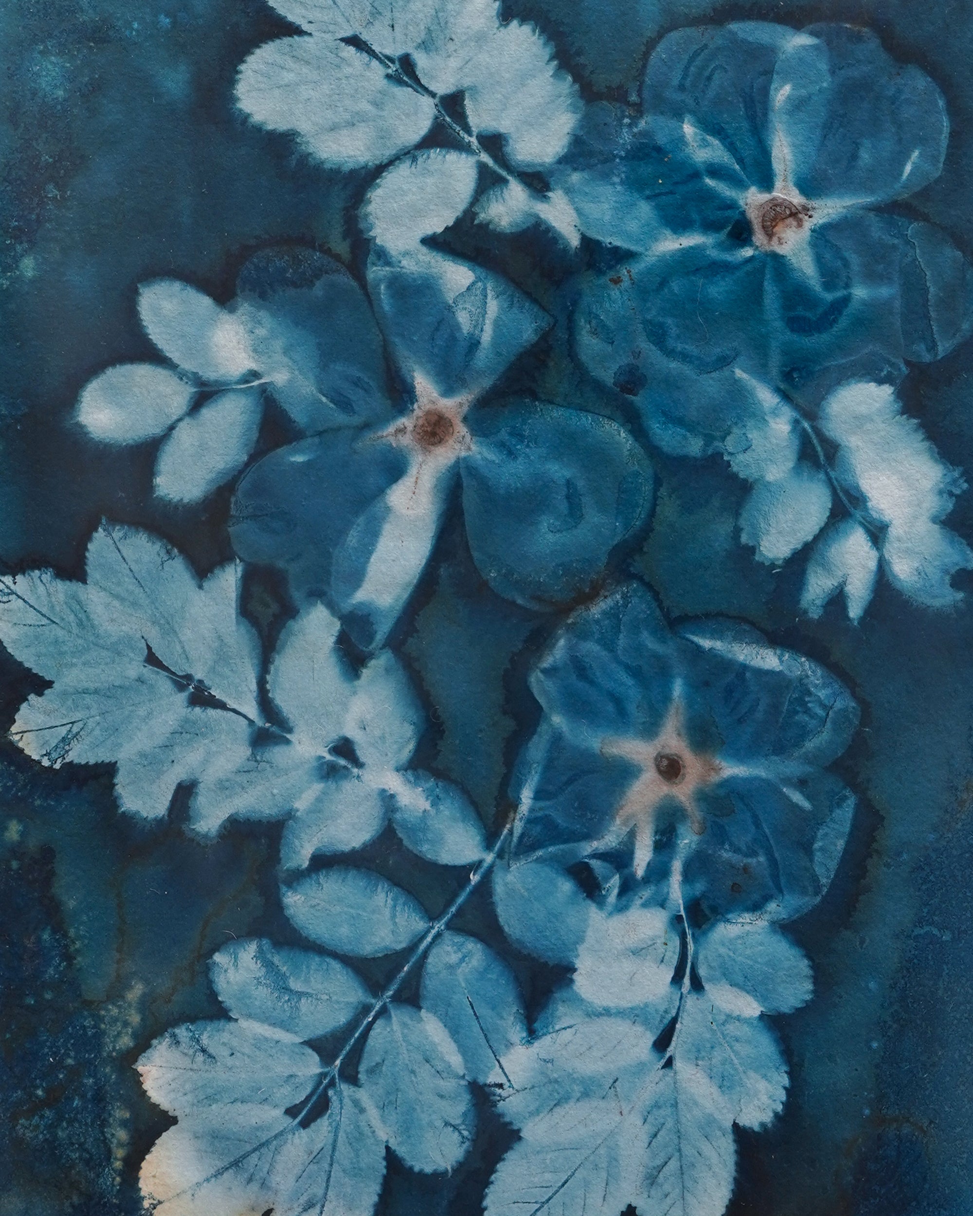 Kate Mullock - Rose 5