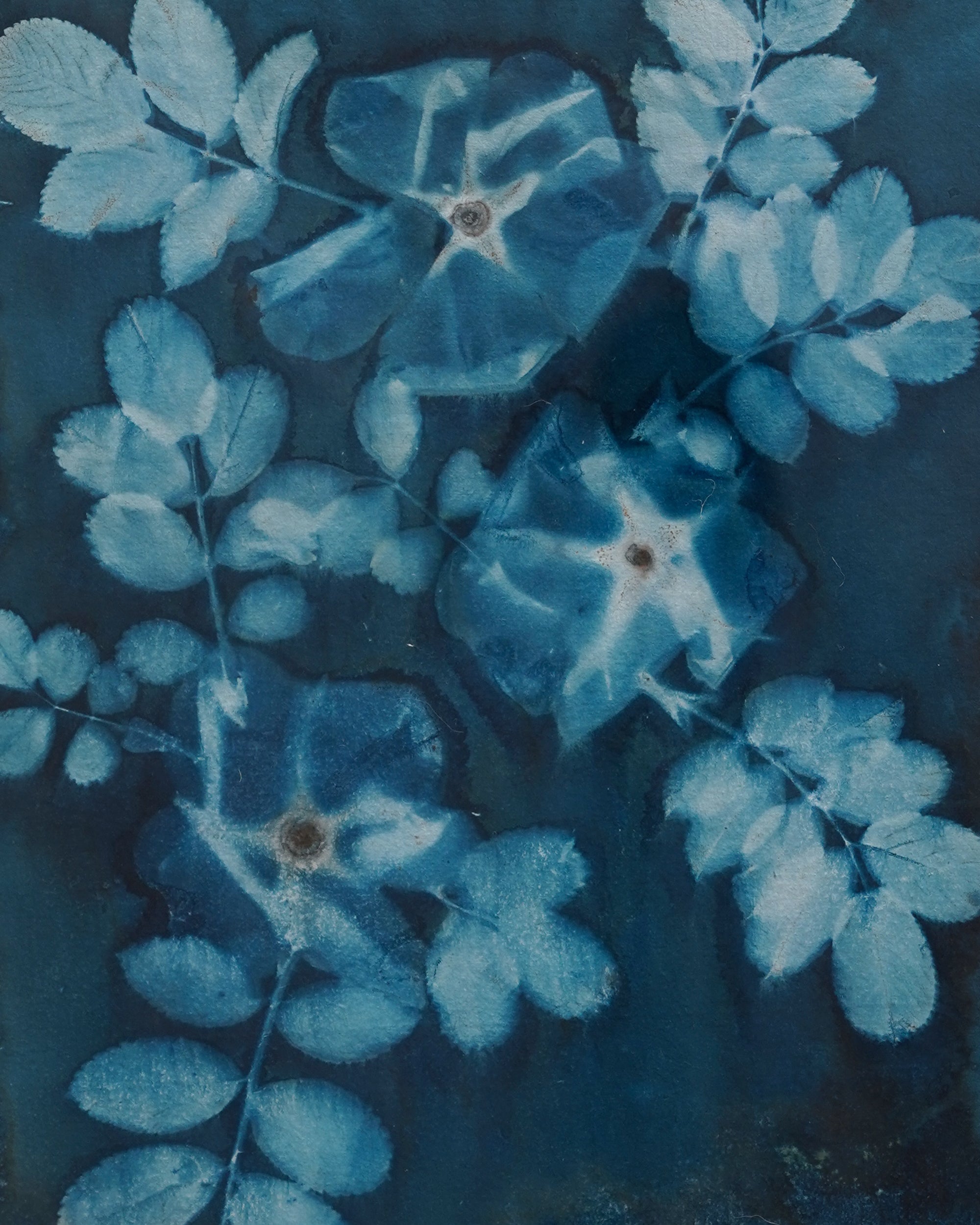 Kate Mullock - Rose 6