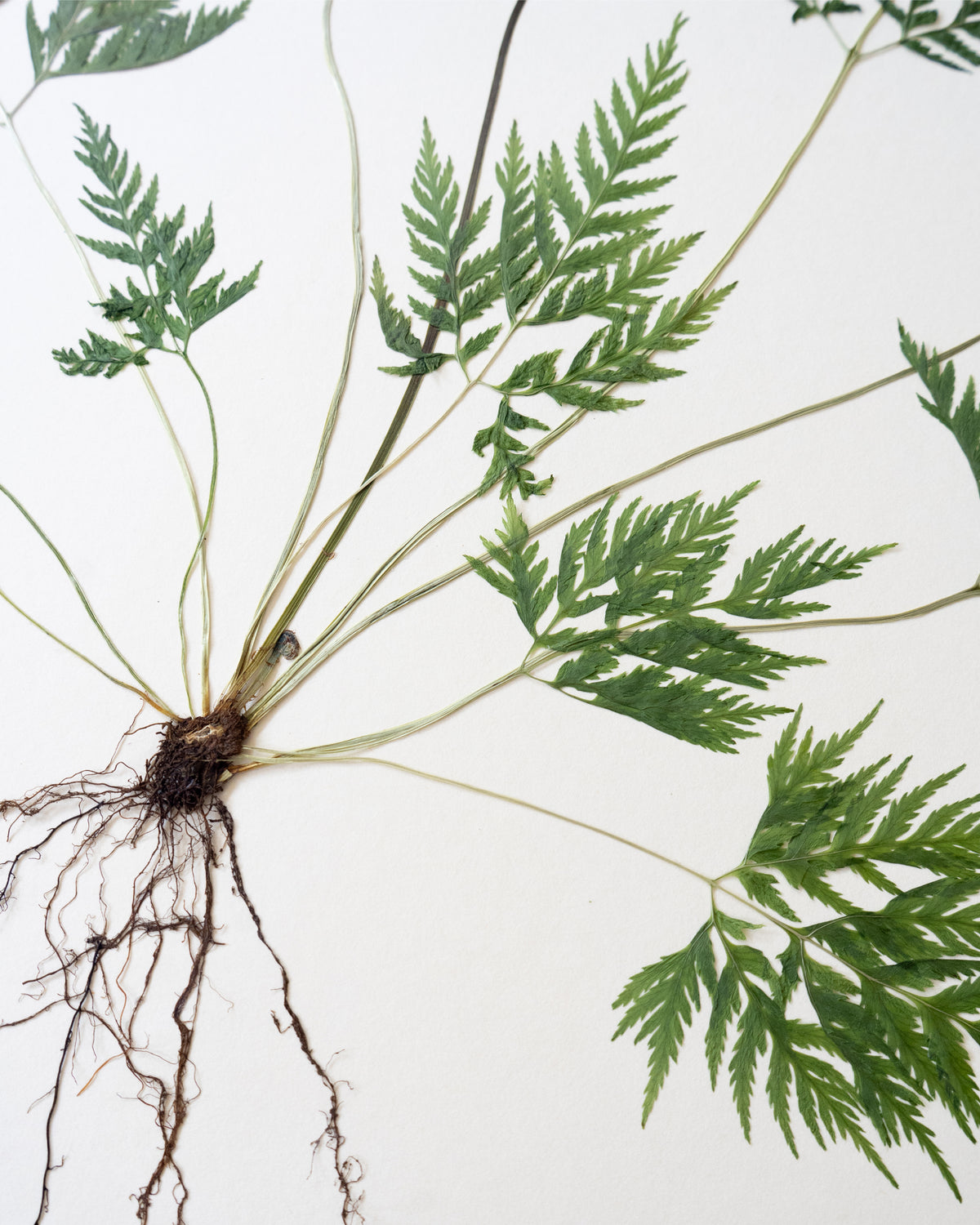 JamJar Edit - Toothed break fern