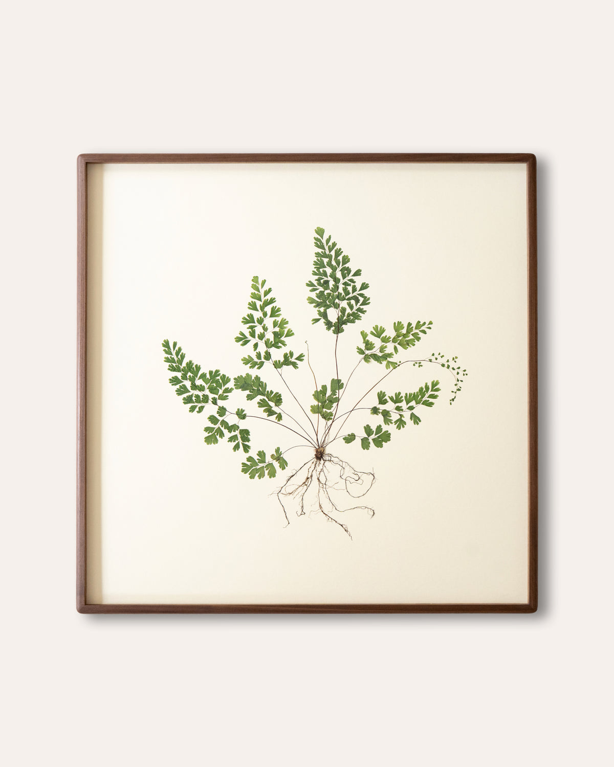 JamJar Edit - Maidenhair fern