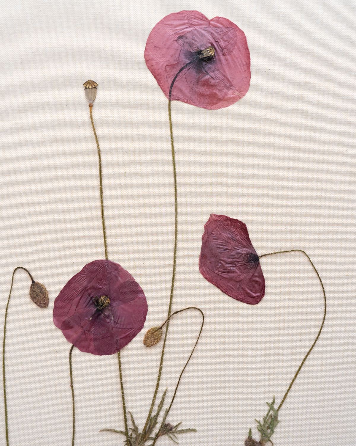 JamJar Edit - Field poppy
