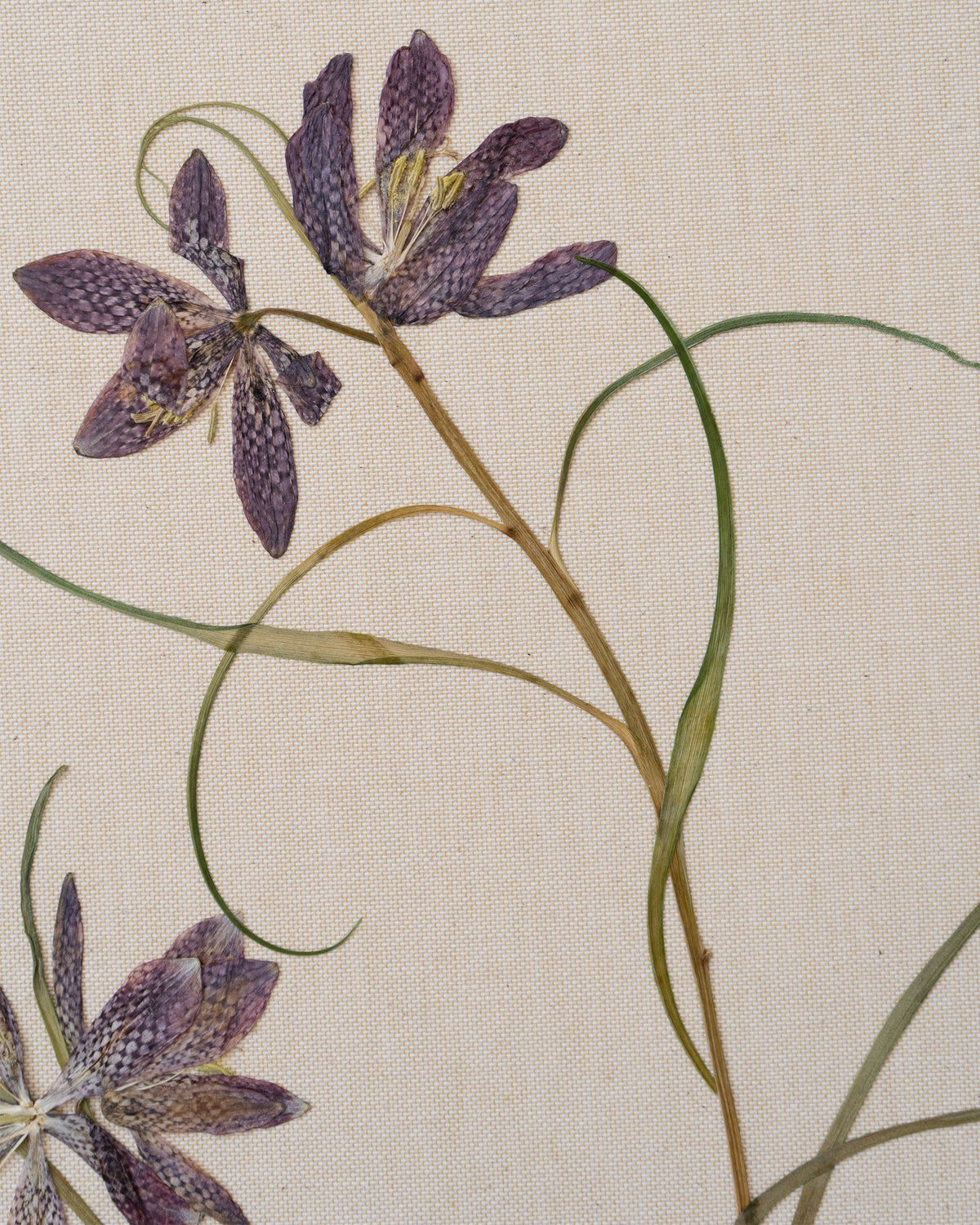 JamJar Edit - Snake's-head fritillary