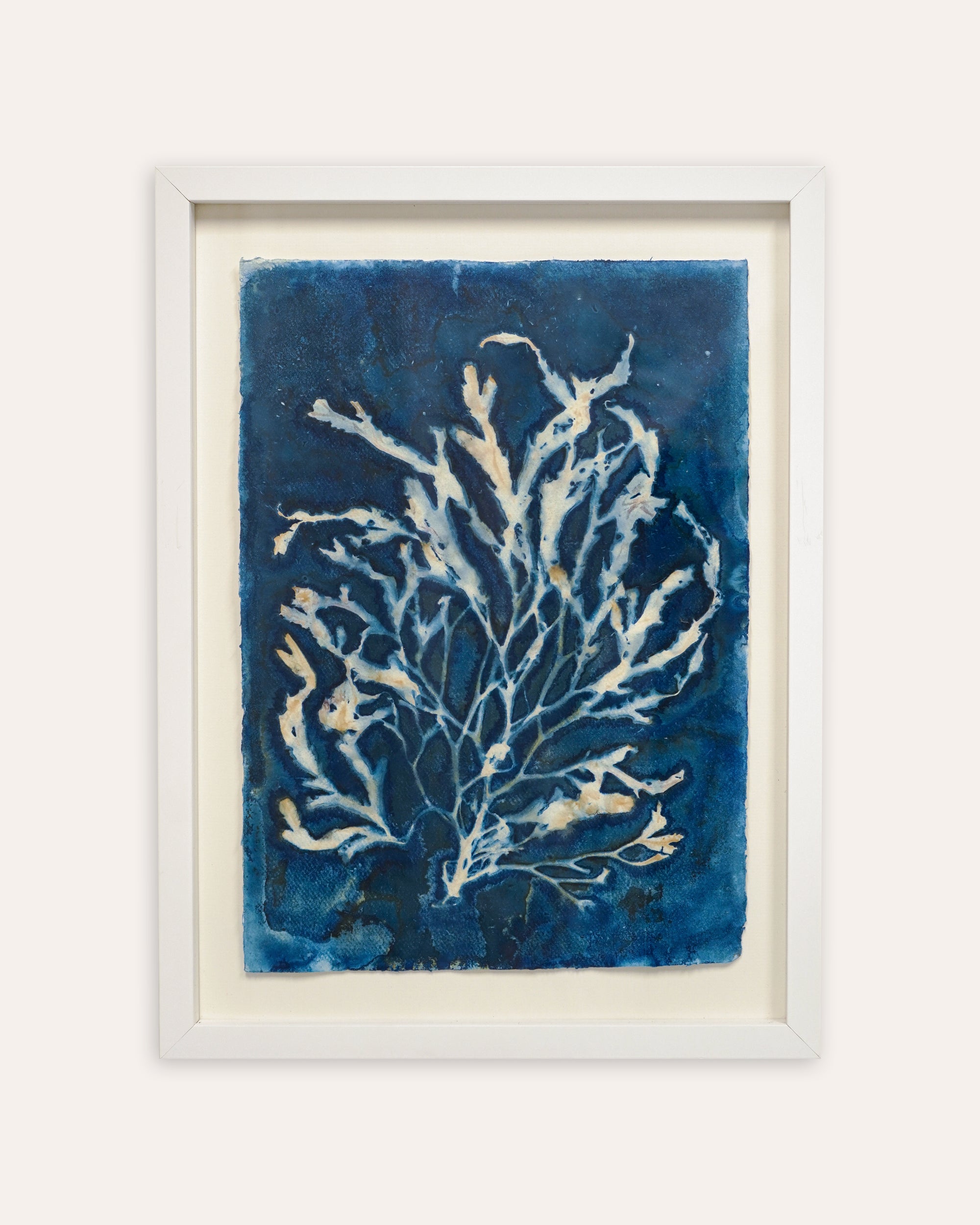 Kate Mullock - Seaweed A3 - 2