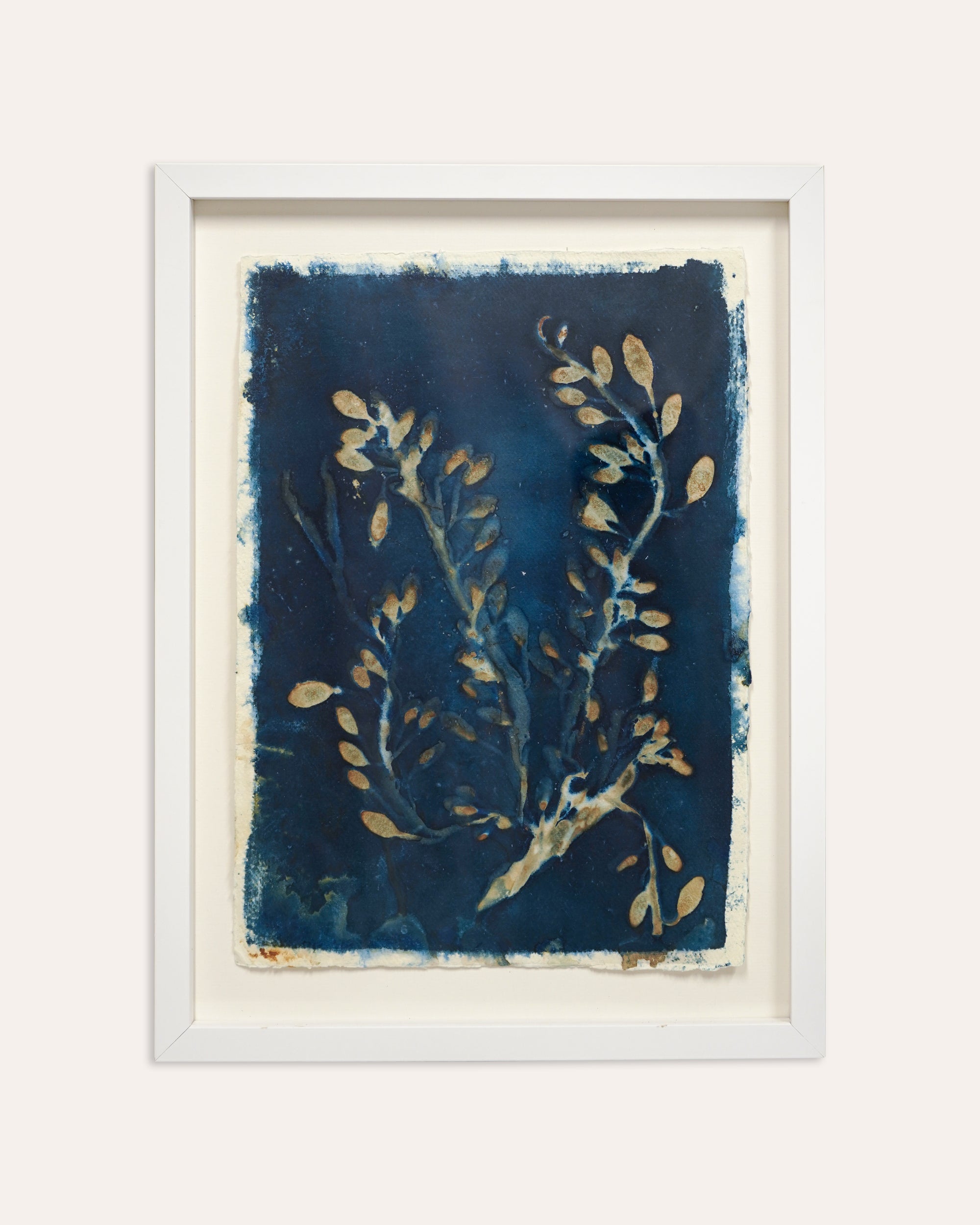 Kate Mullock - Seaweed A3 - 4