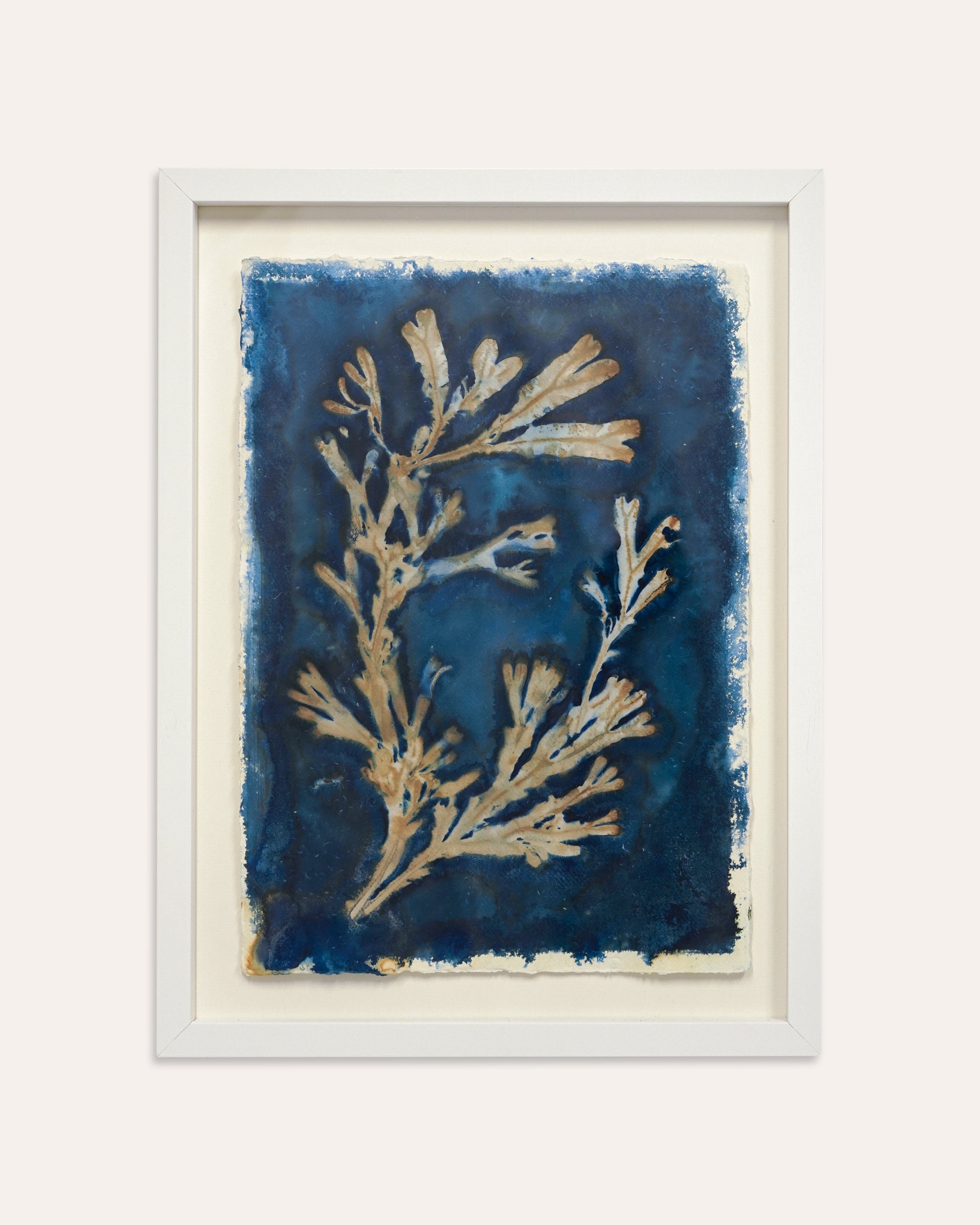 Kate Mullock - Seaweed A3 - 5