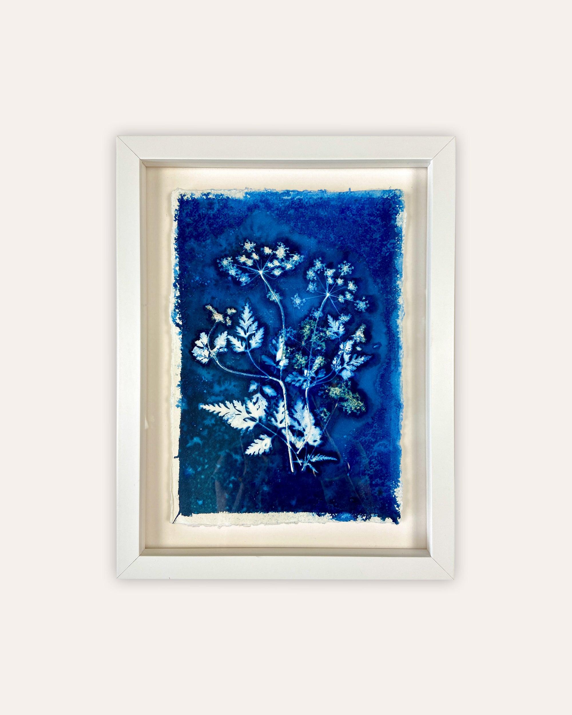 Kate Mullock - Cow Parsley No.7