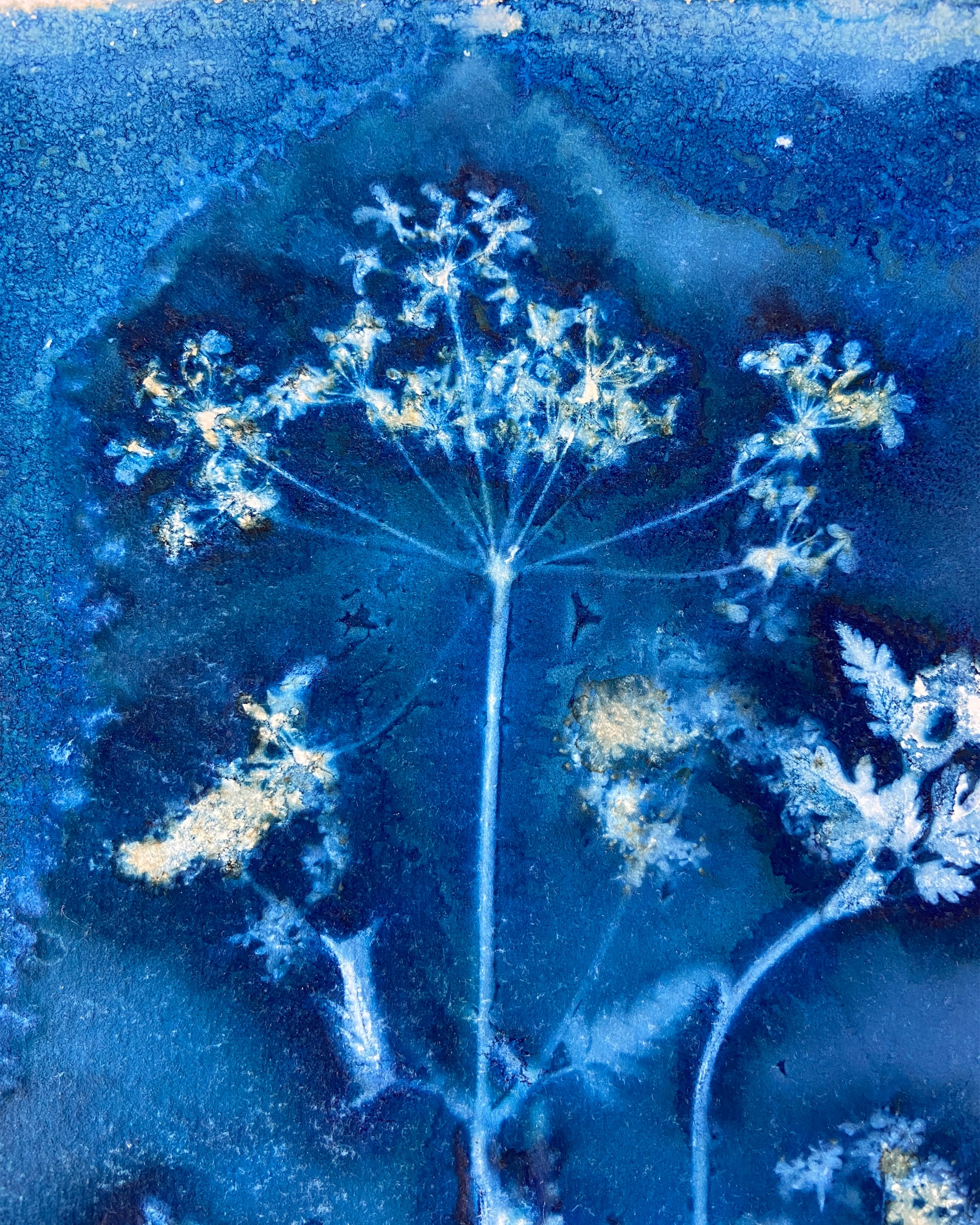 Kate Mullock - Cow Parsley No.9