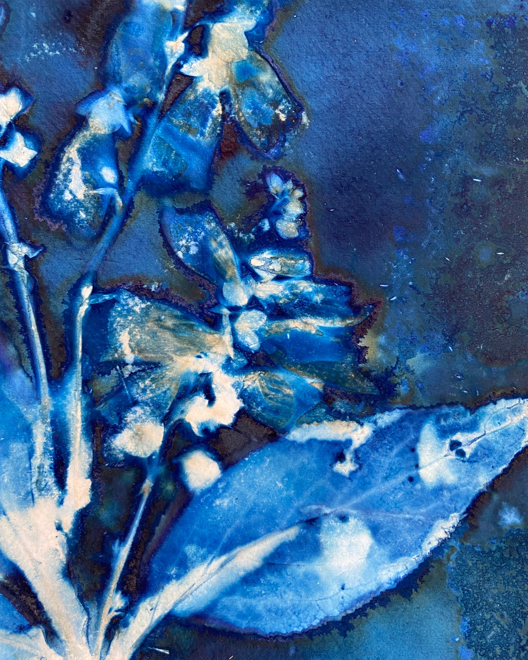 Kate Mullock - Foxglove No.5
