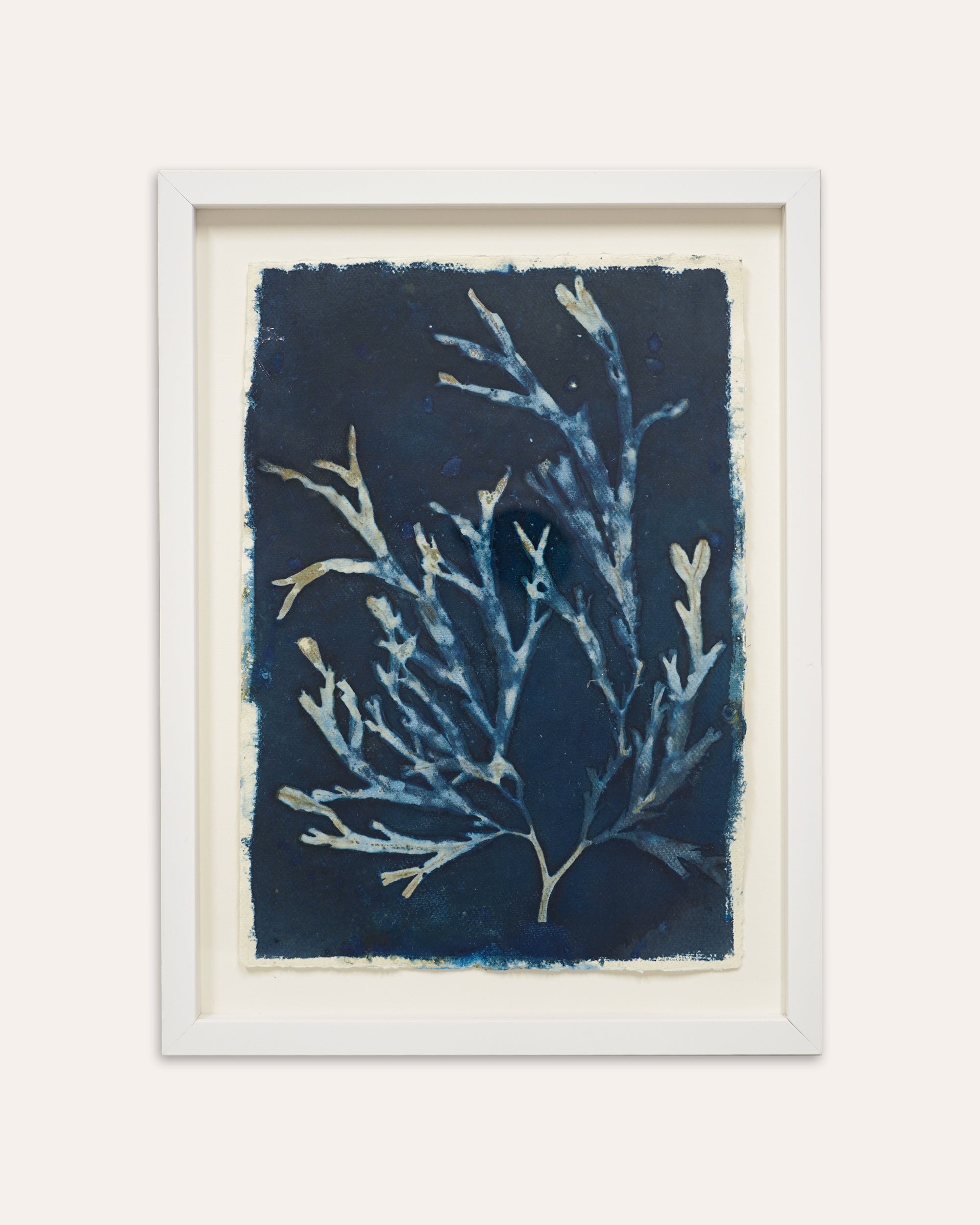 Kate Mullock - Seaweed A3 - 6