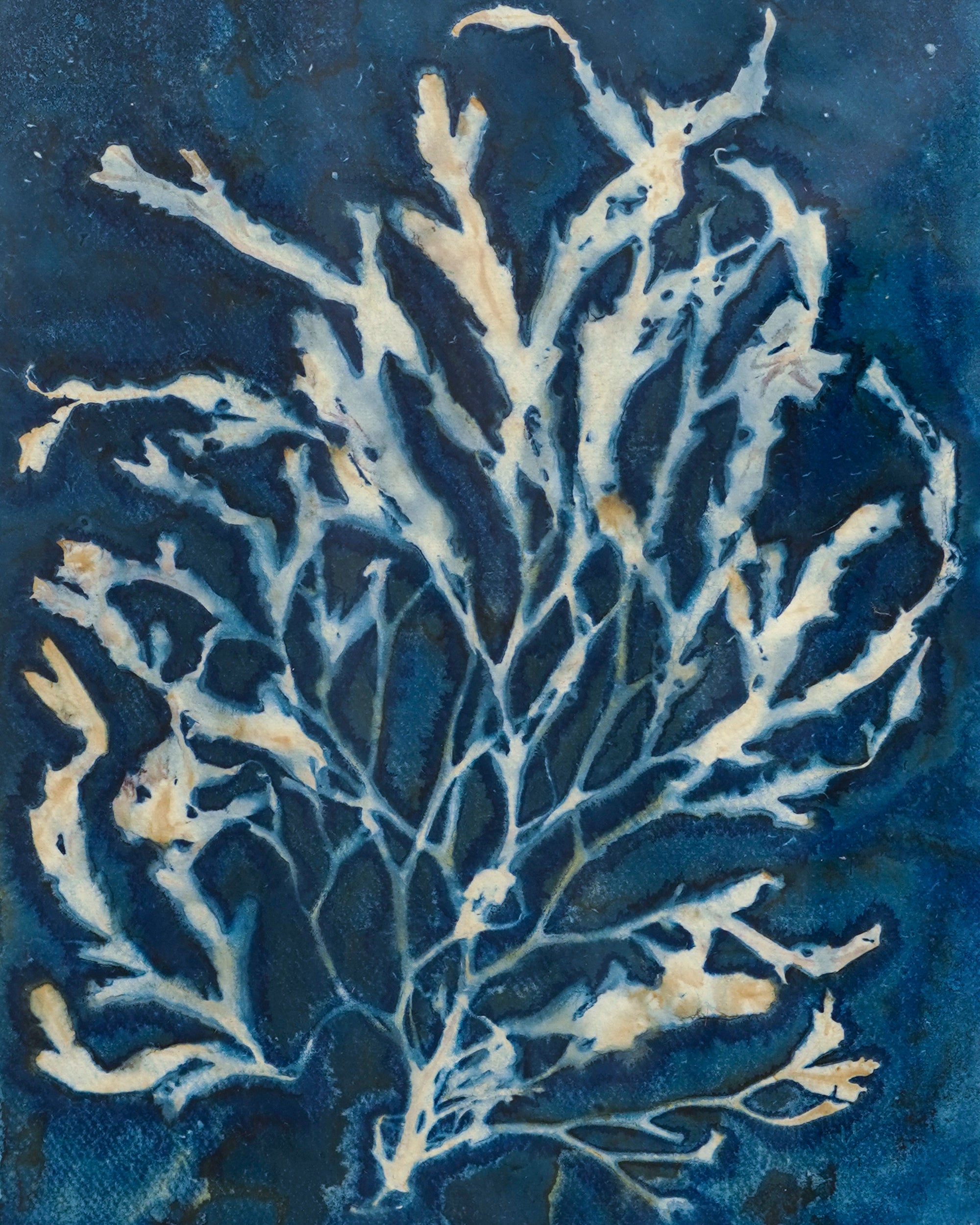 Kate Mullock - Seaweed A3 - 2