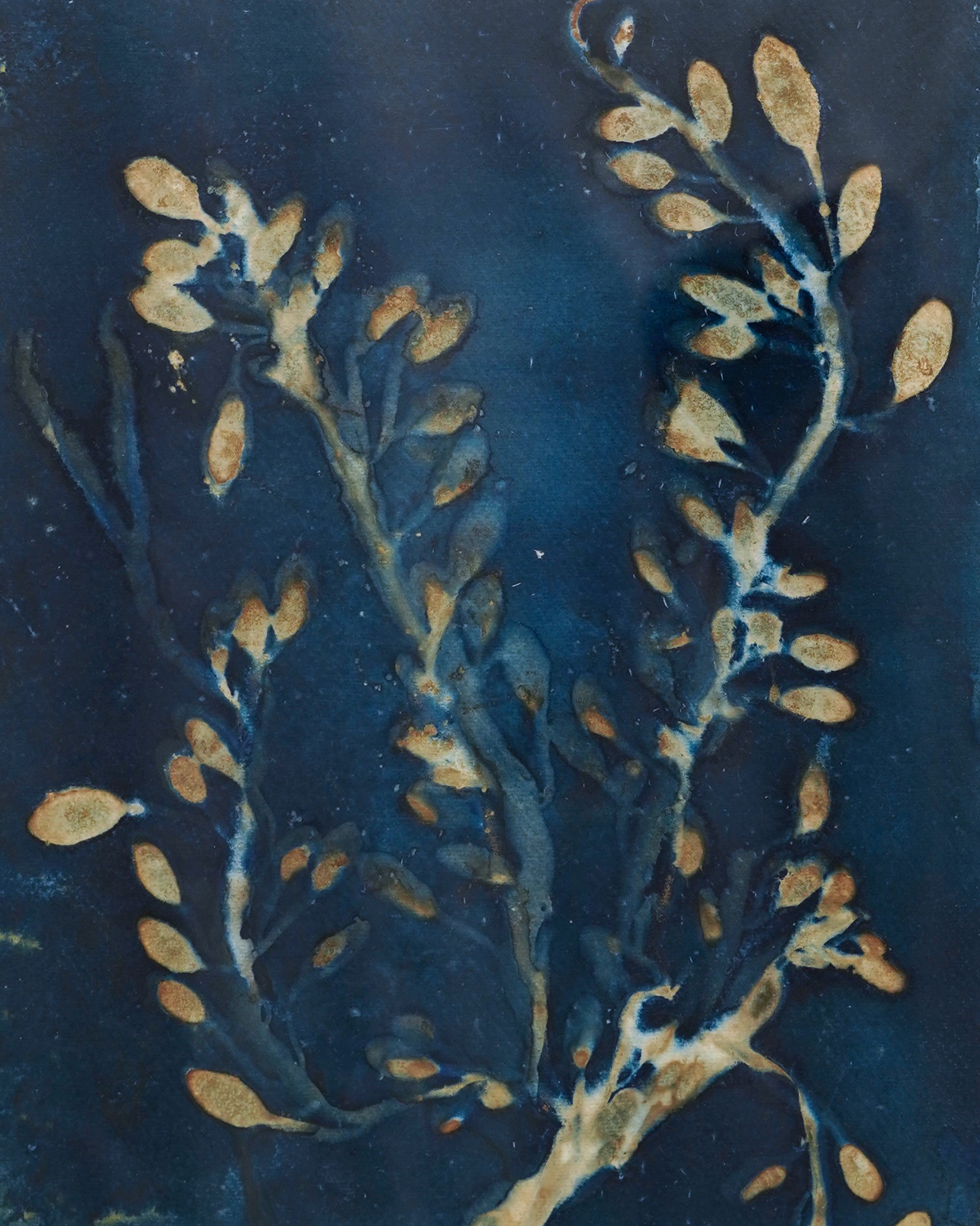 Kate Mullock - Seaweed A3 - 4