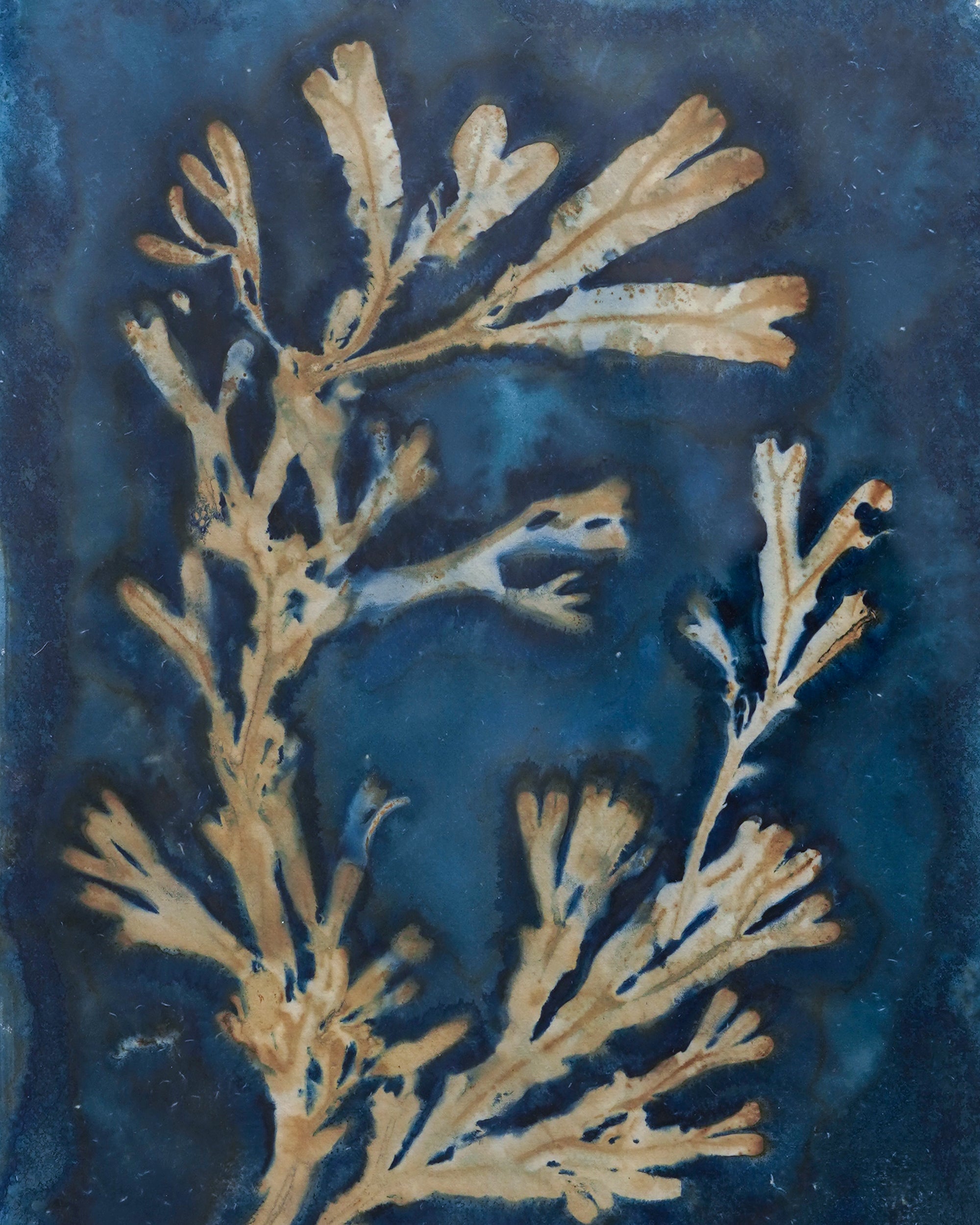 Kate Mullock - Seaweed A3 - 5