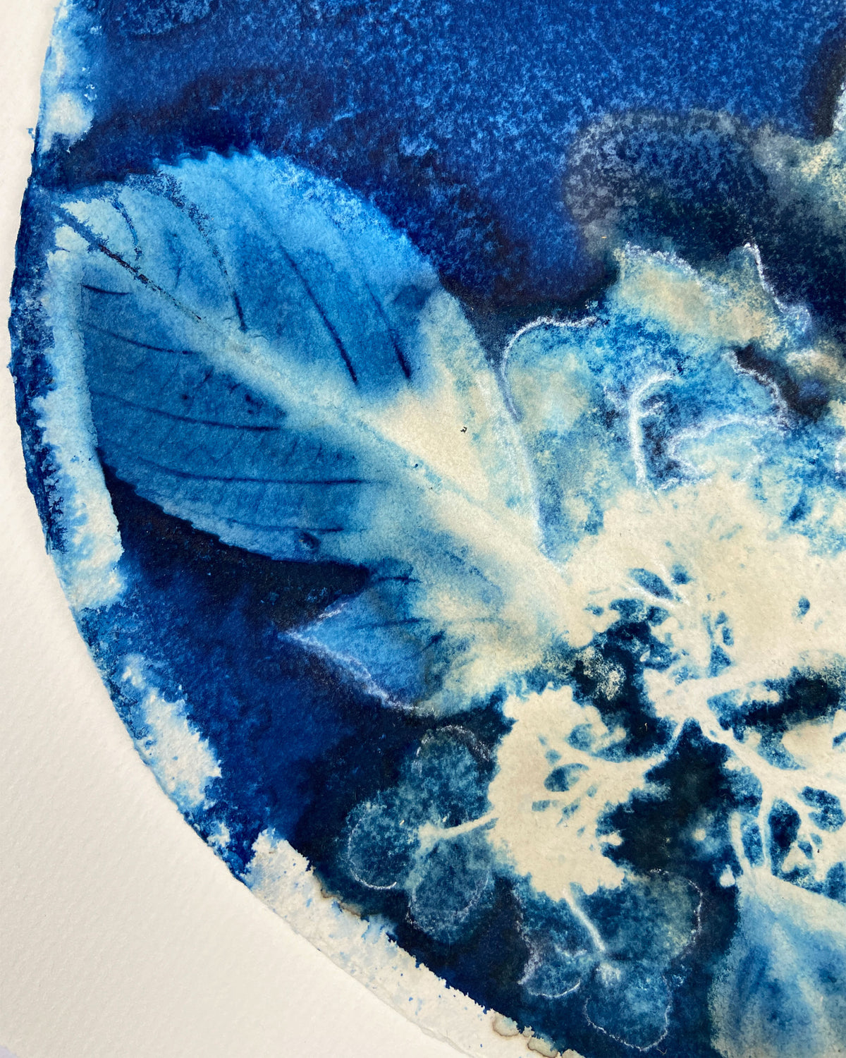 Kate Mullock - Circle Hydrangea A