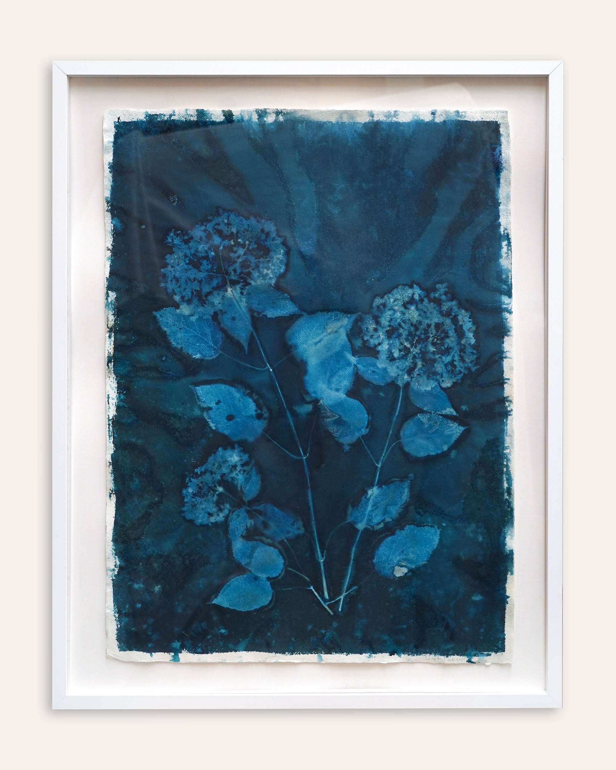 Kate Mullock - Hydrangea 3