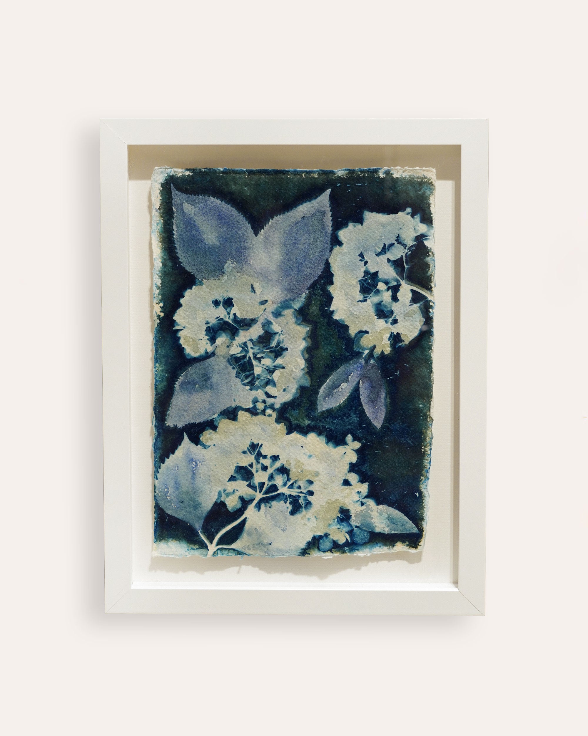 Kate Mullock - Hydrangea 1