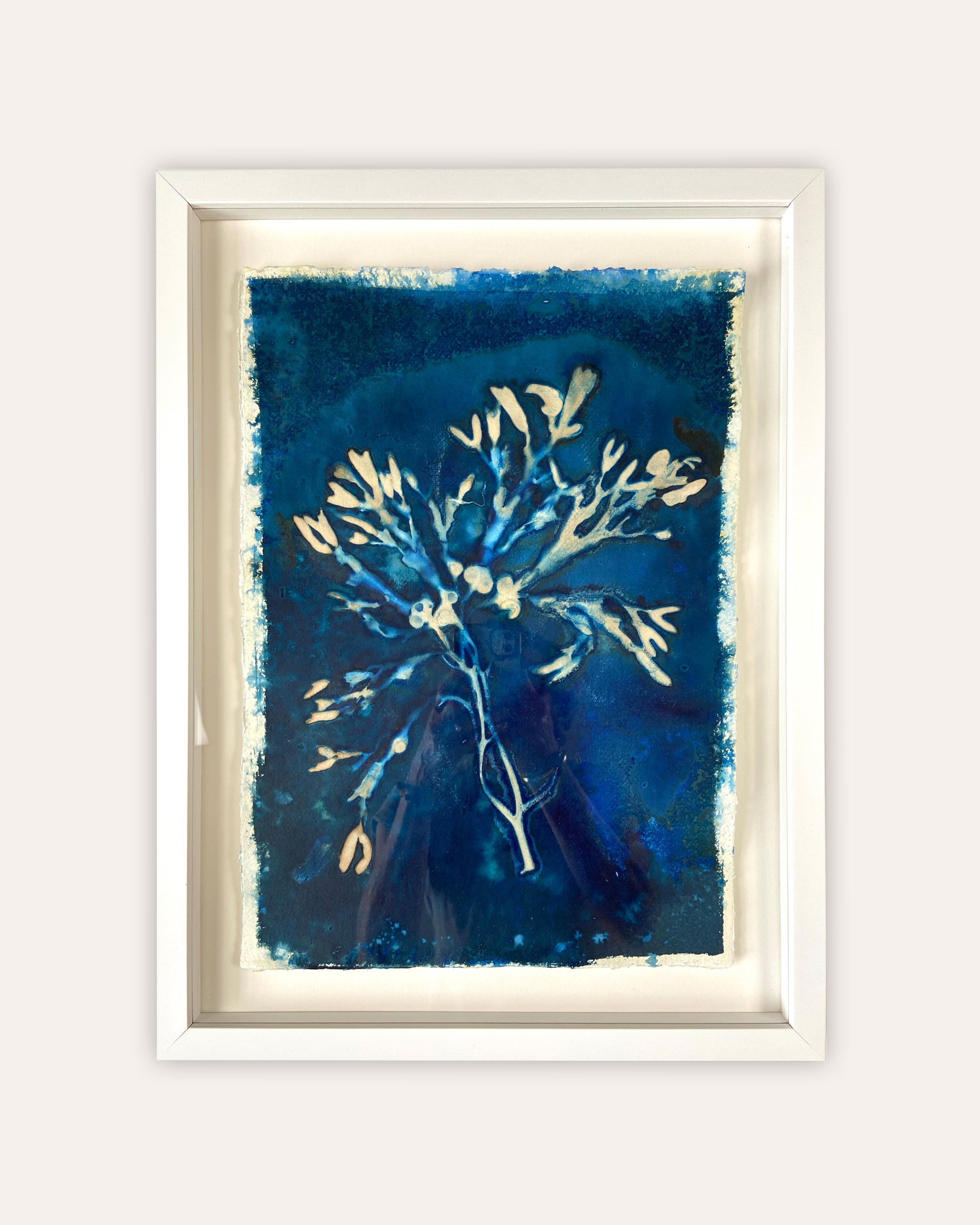 Kate Mullock - Seaweed No.2