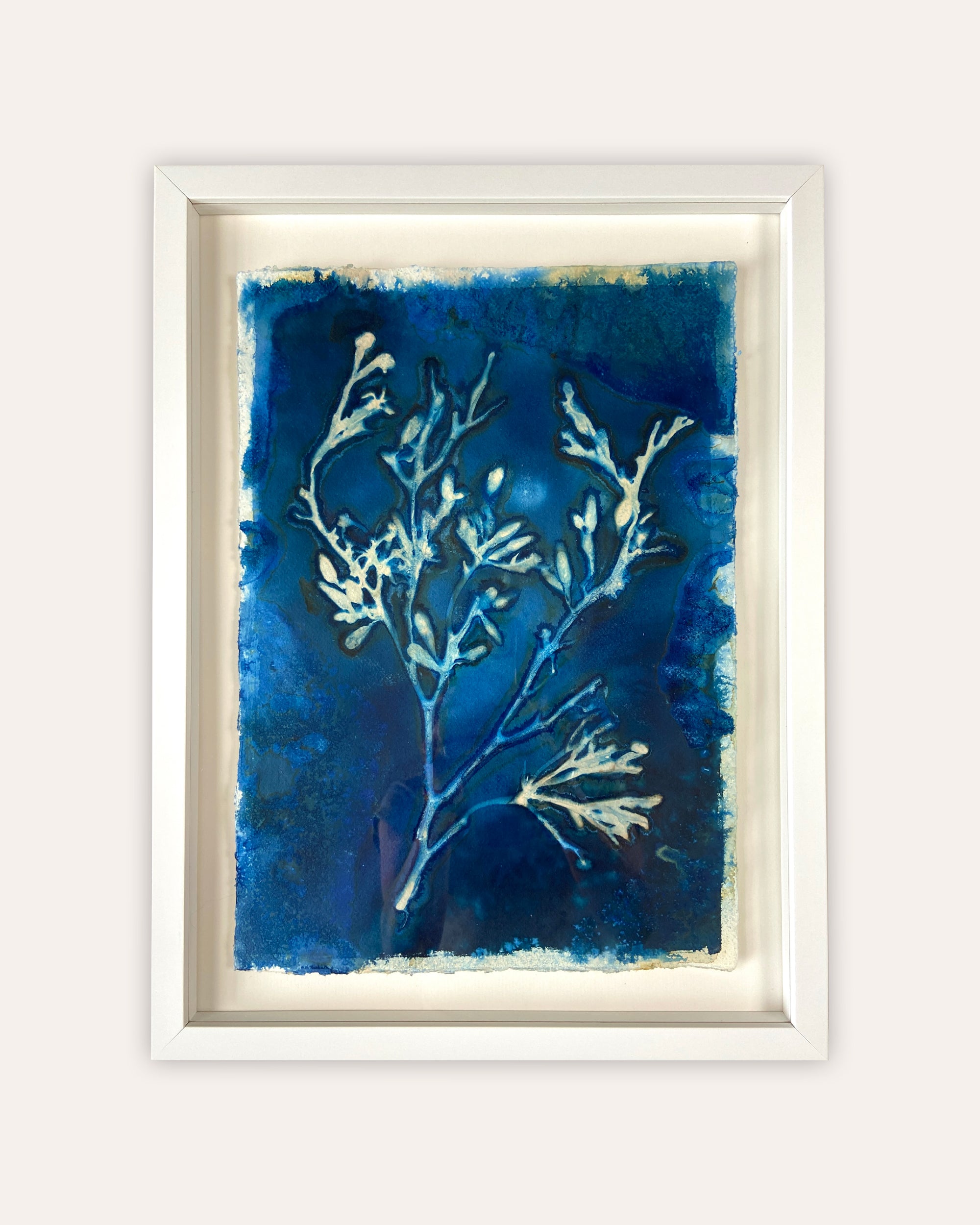Kate Mullock - Seaweed No.3