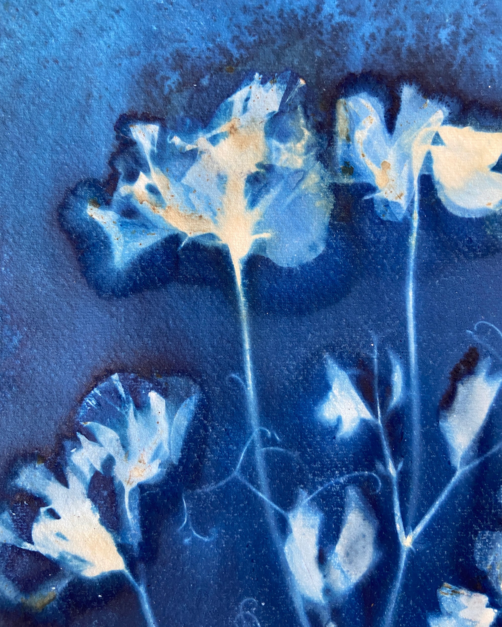 Kate Mullock - Sweet Pea No.3