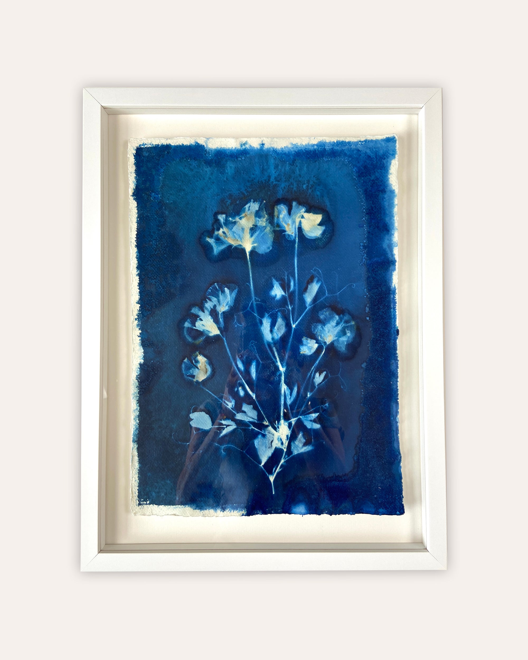 Kate Mullock - Sweet Pea No.3