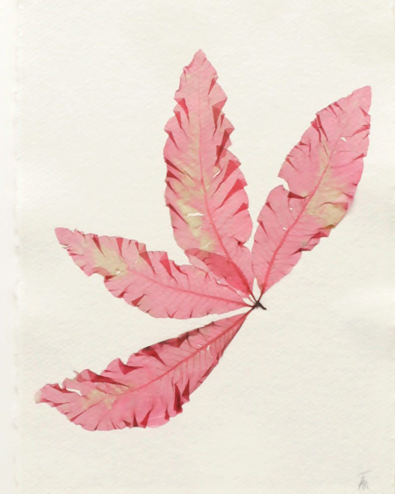 Tamra - Seaweed XI