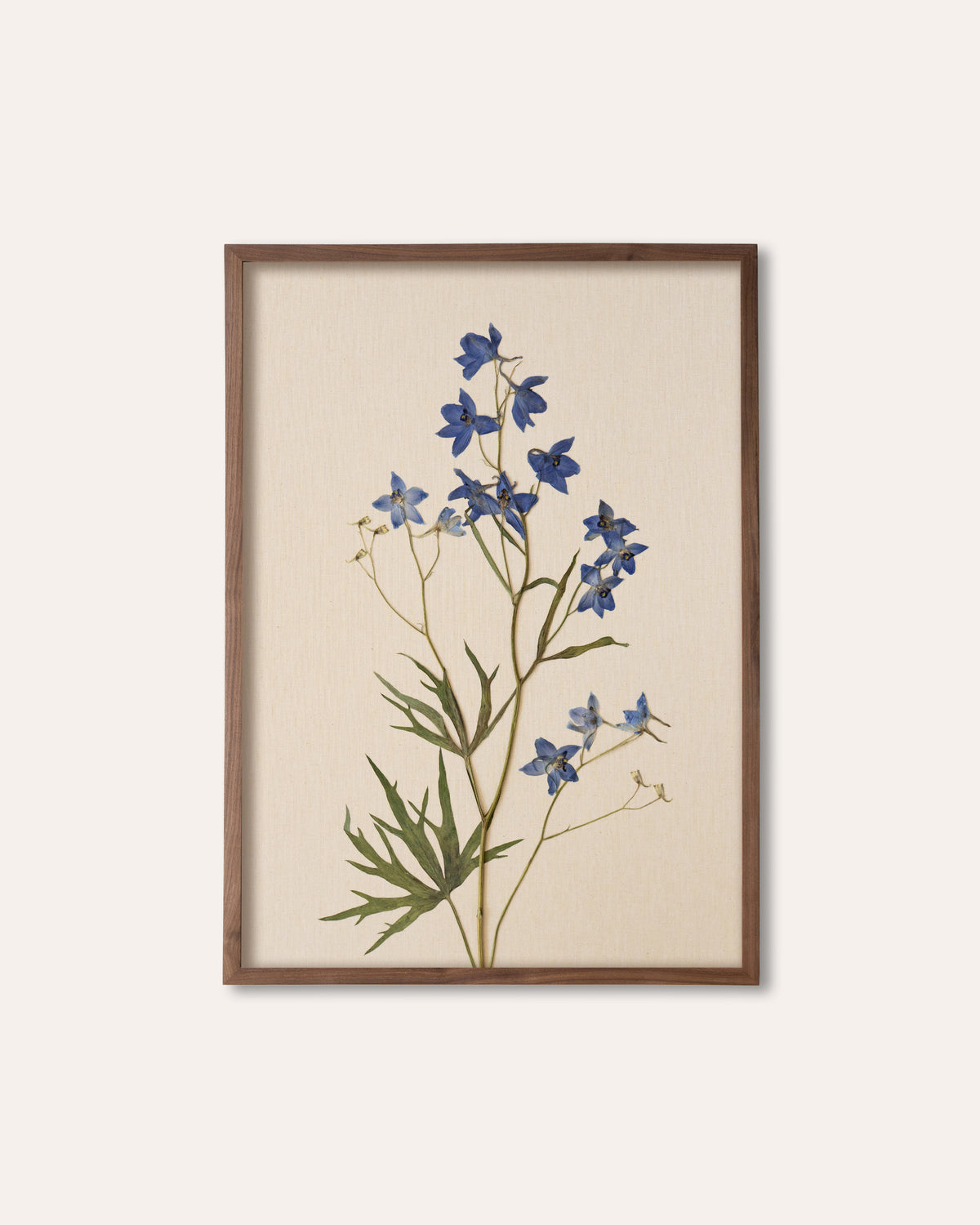 JamJar Edit - Delphinium 'blue butterfly'