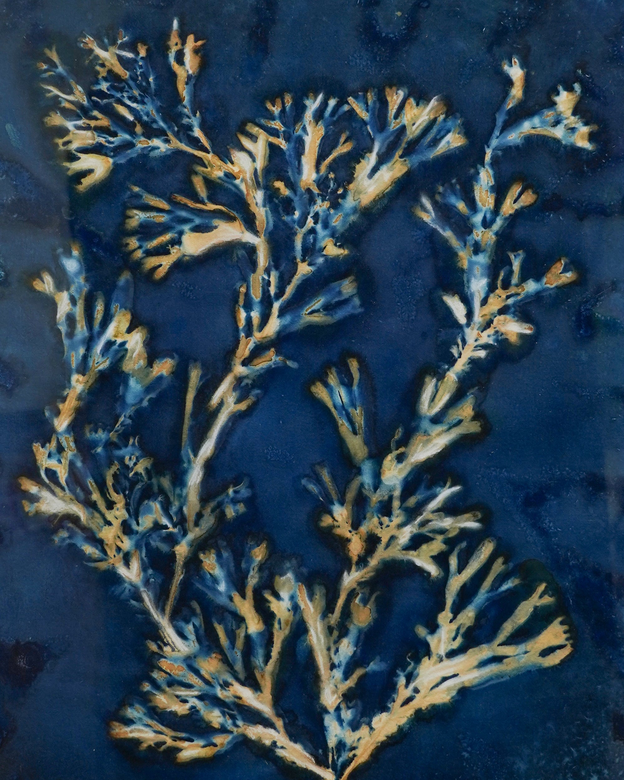 Kate Mullock - Seaweed Large 3