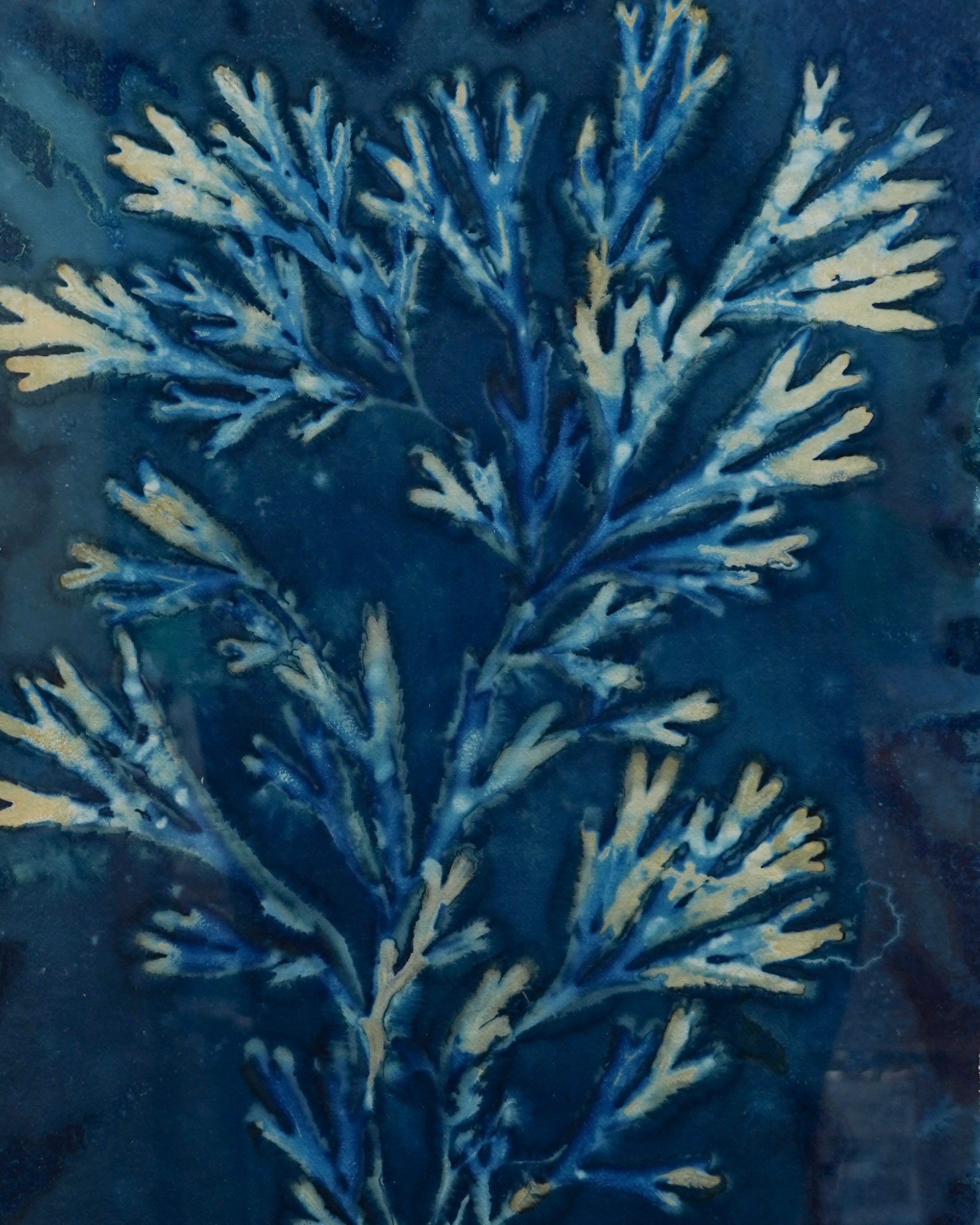 Kate Mullock - Seaweed Large 4