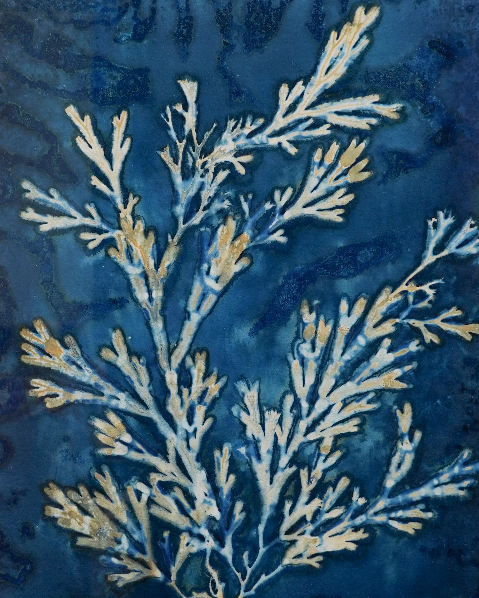 Kate Mullock -  Seaweed Large 1