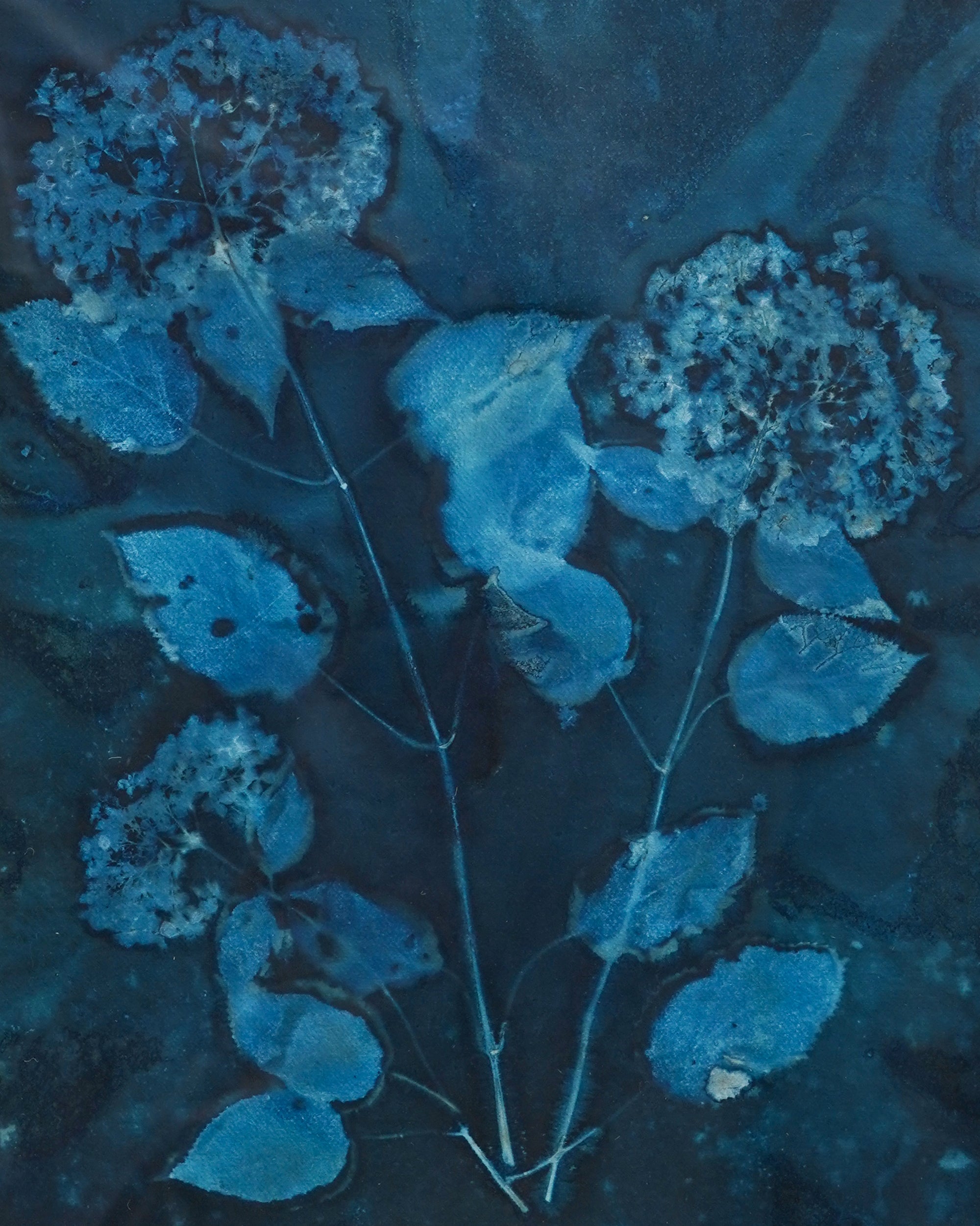 Kate Mullock - Hydrangea 3