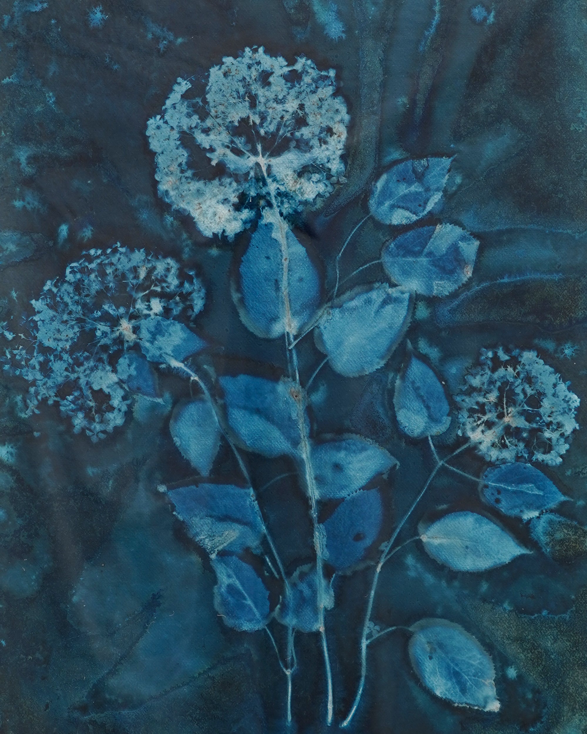 Kate Mullock - Hydrangea 4