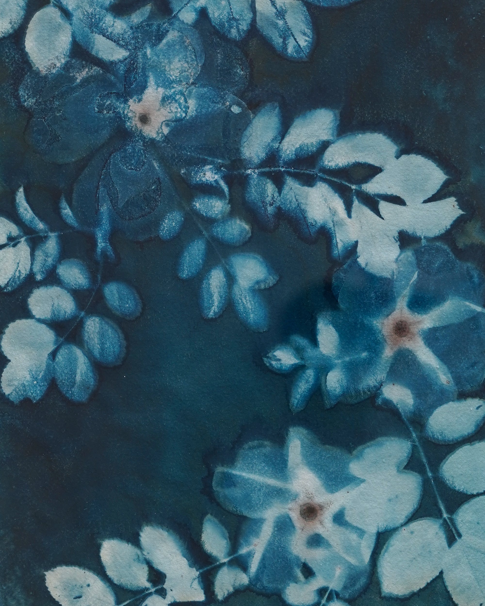 Kate Mullock - Rose 2