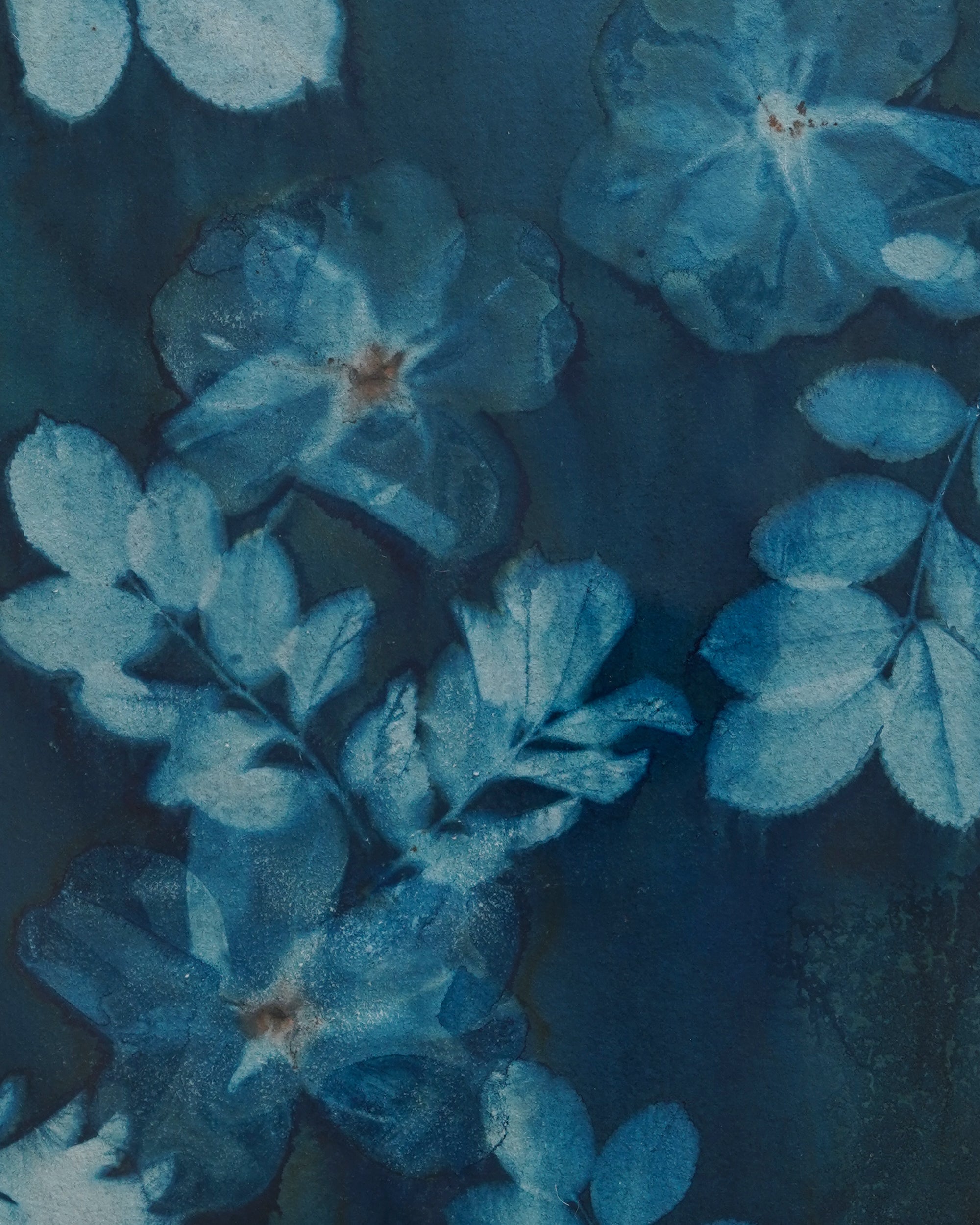 Kate Mullock - Rose 3