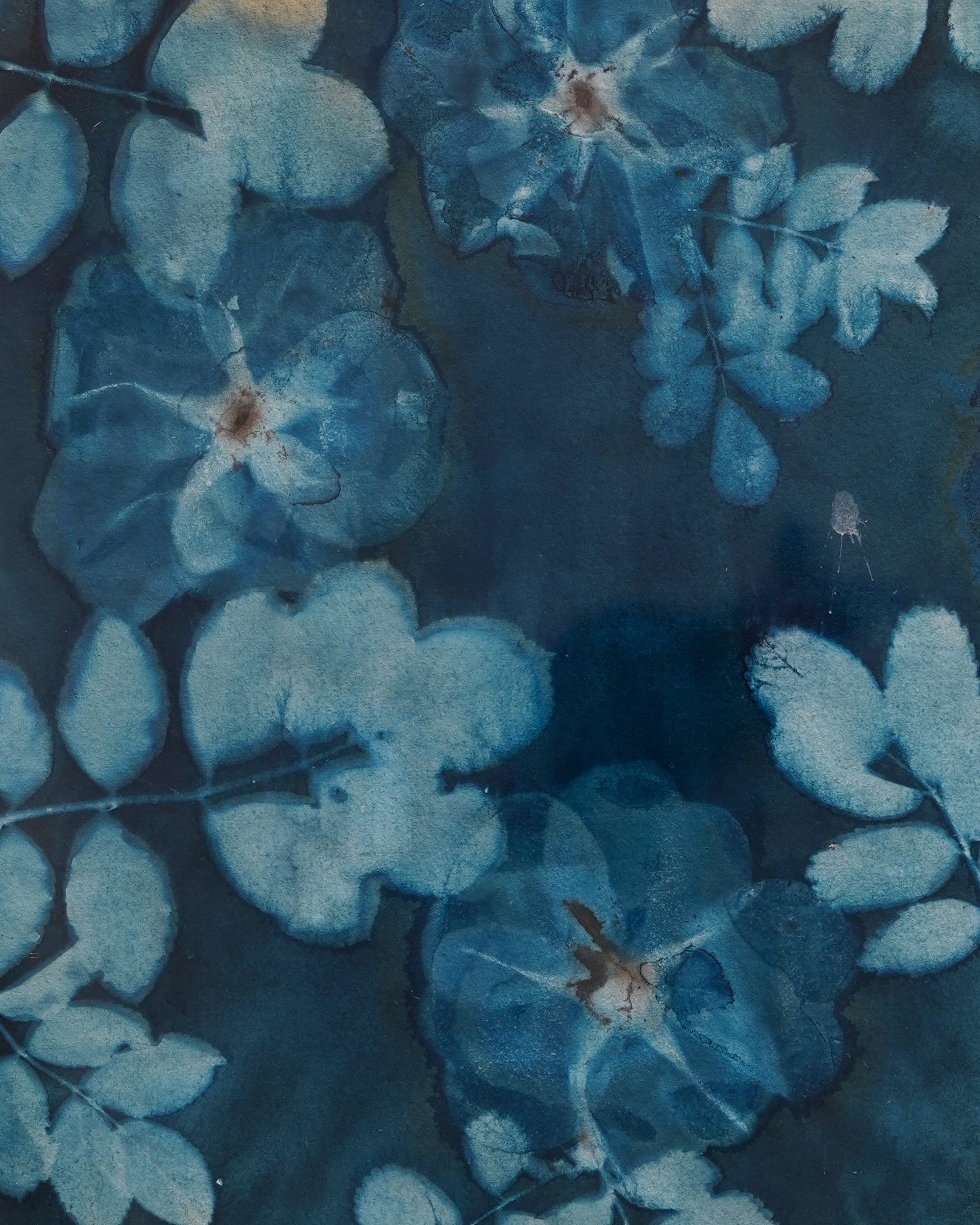 Kate Mullock - Rose 4