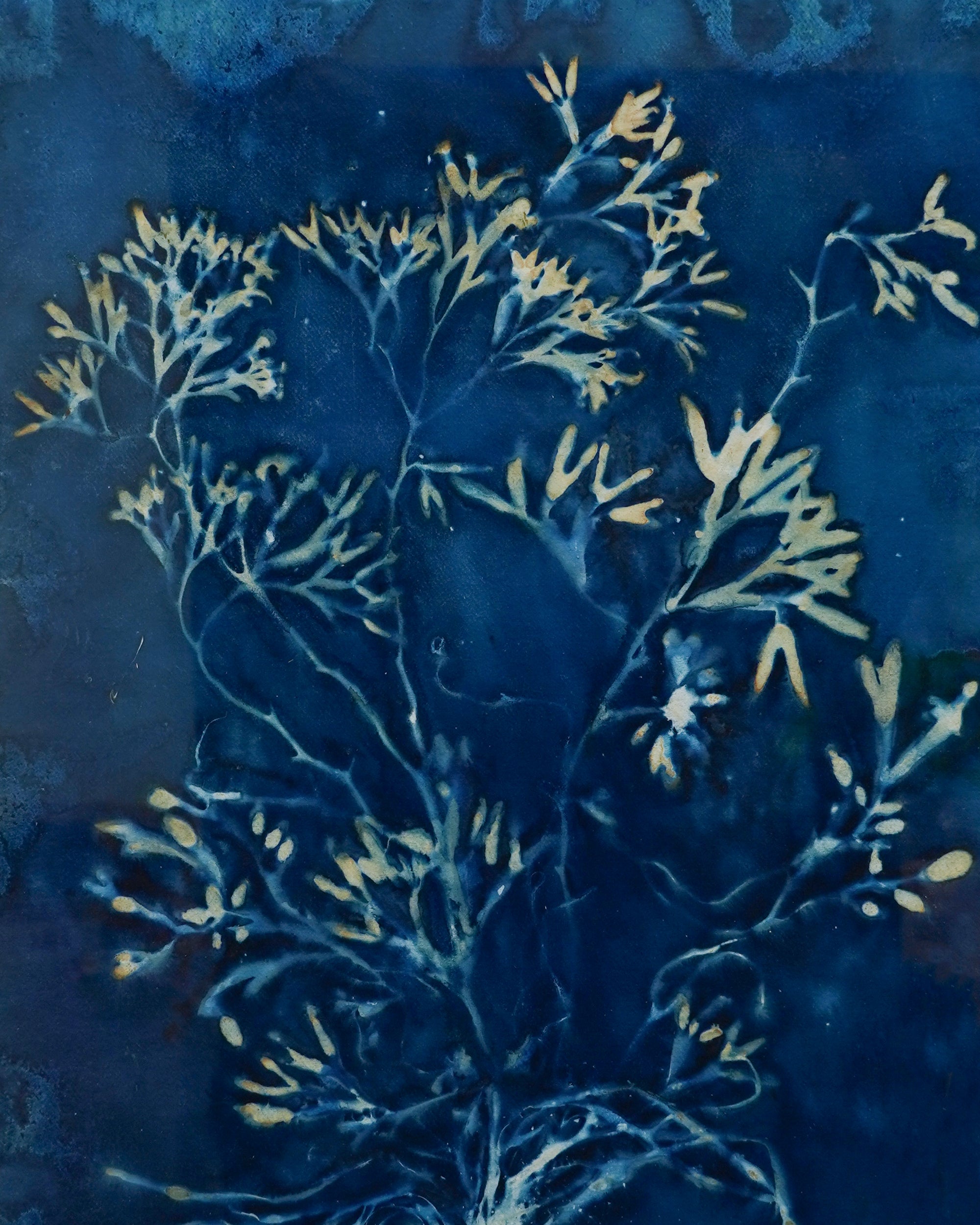 Kate Mullock - Seaweed Large 2