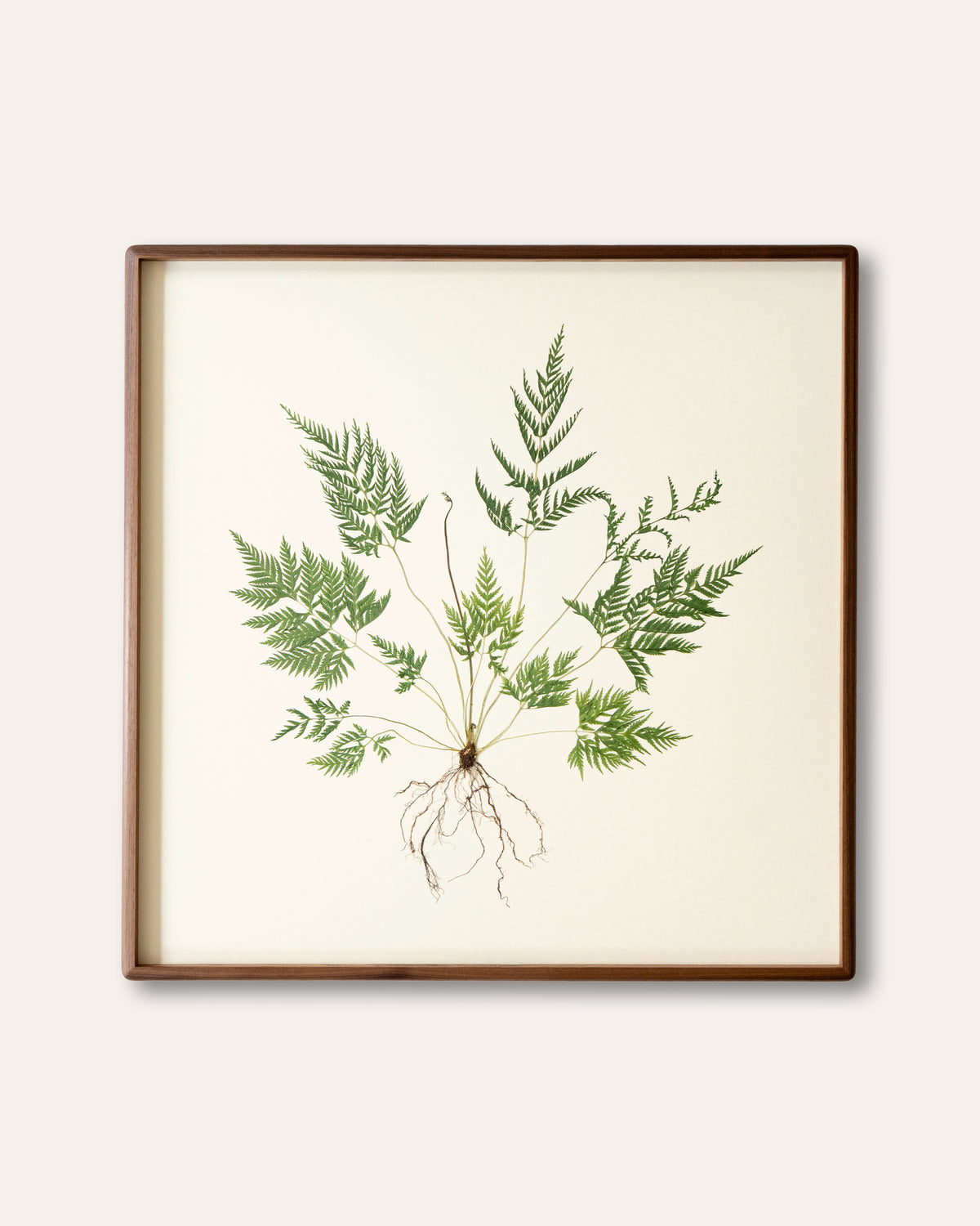 JamJar Edit - Toothed break fern