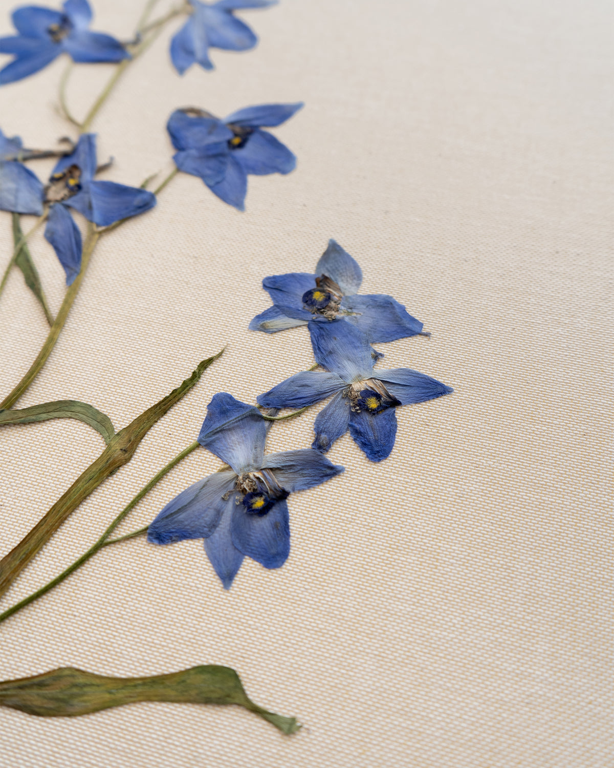 JamJar Edit - Delphinium 'blue butterfly'