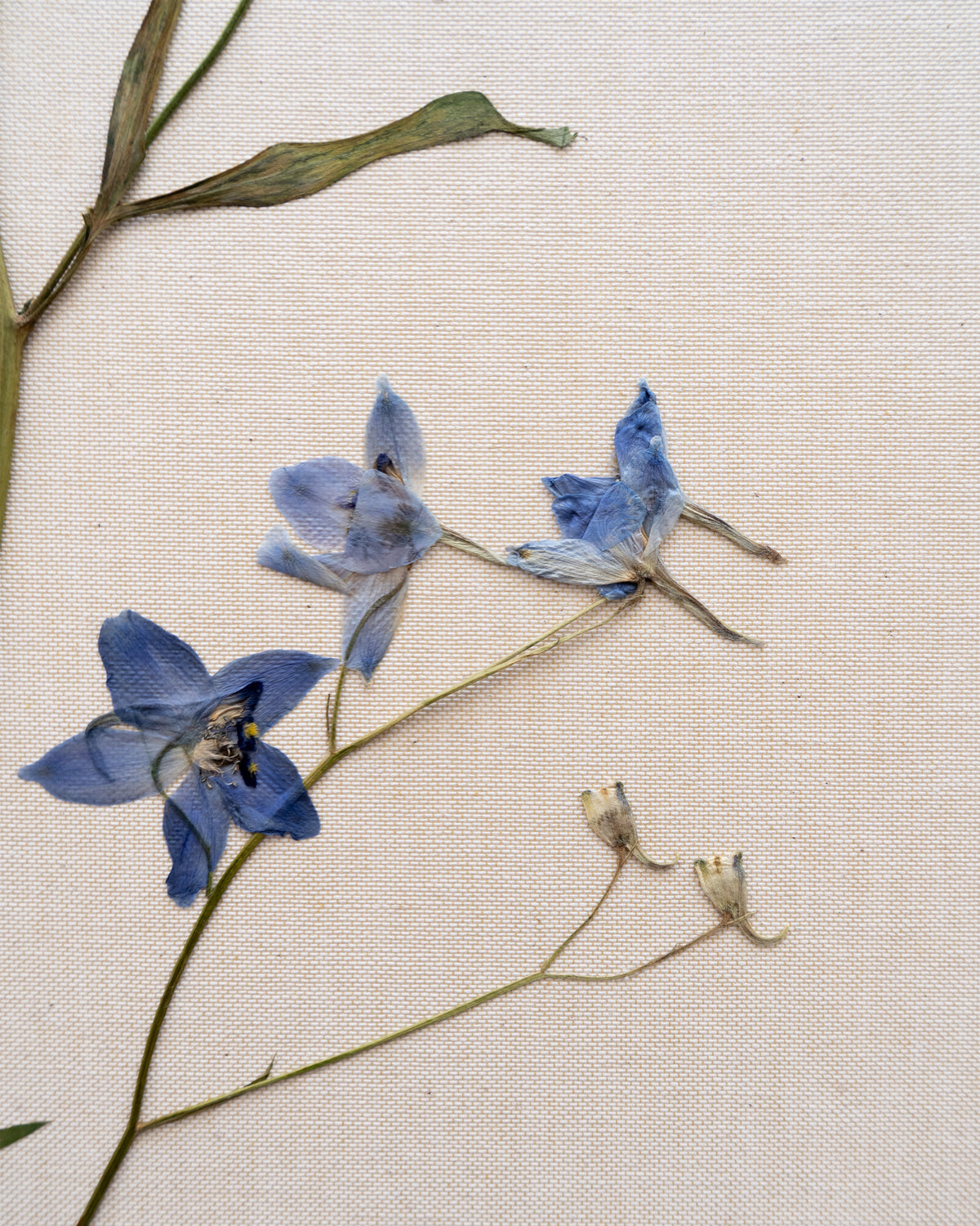 JamJar Edit - Delphinium 'blue butterfly'
