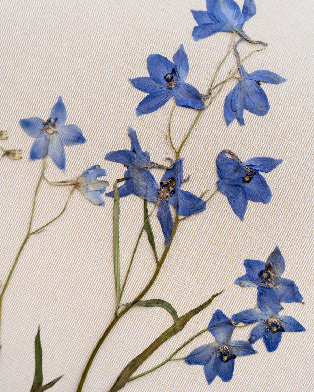JamJar Edit - Delphinium 'blue butterfly'