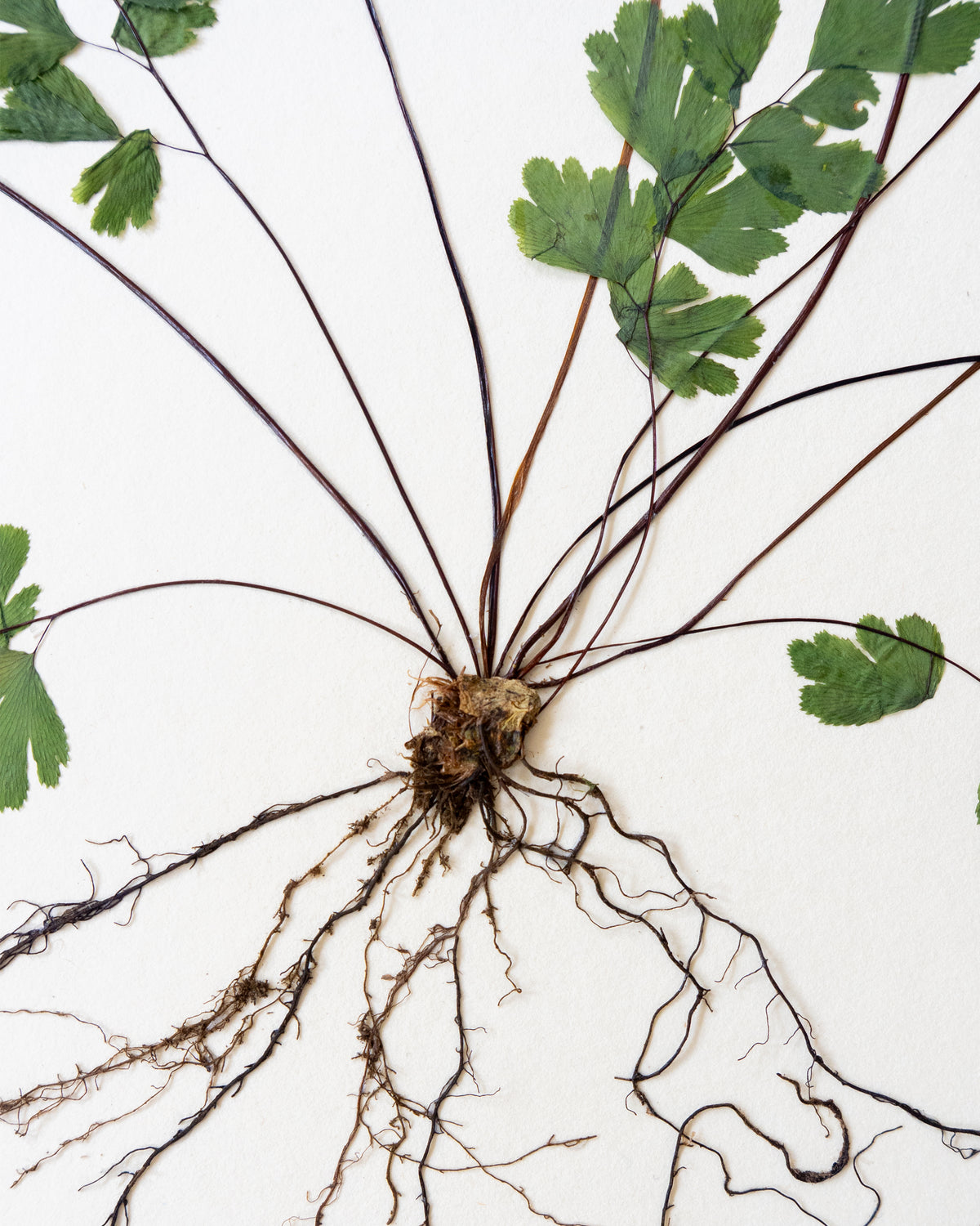 JamJar Edit - Maidenhair fern