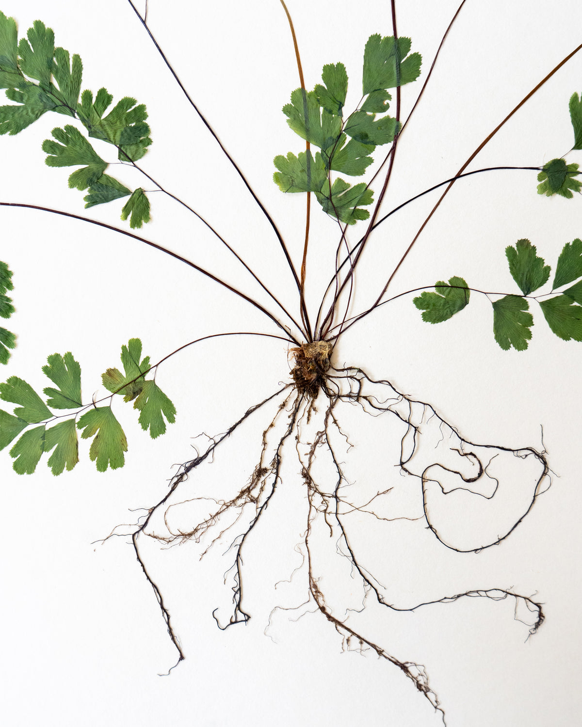 JamJar Edit - Maidenhair fern