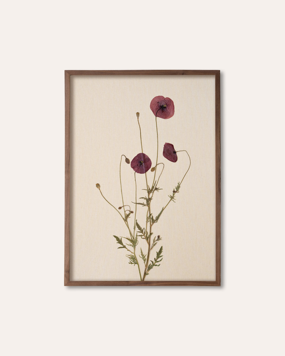 JamJar Edit - Field poppy