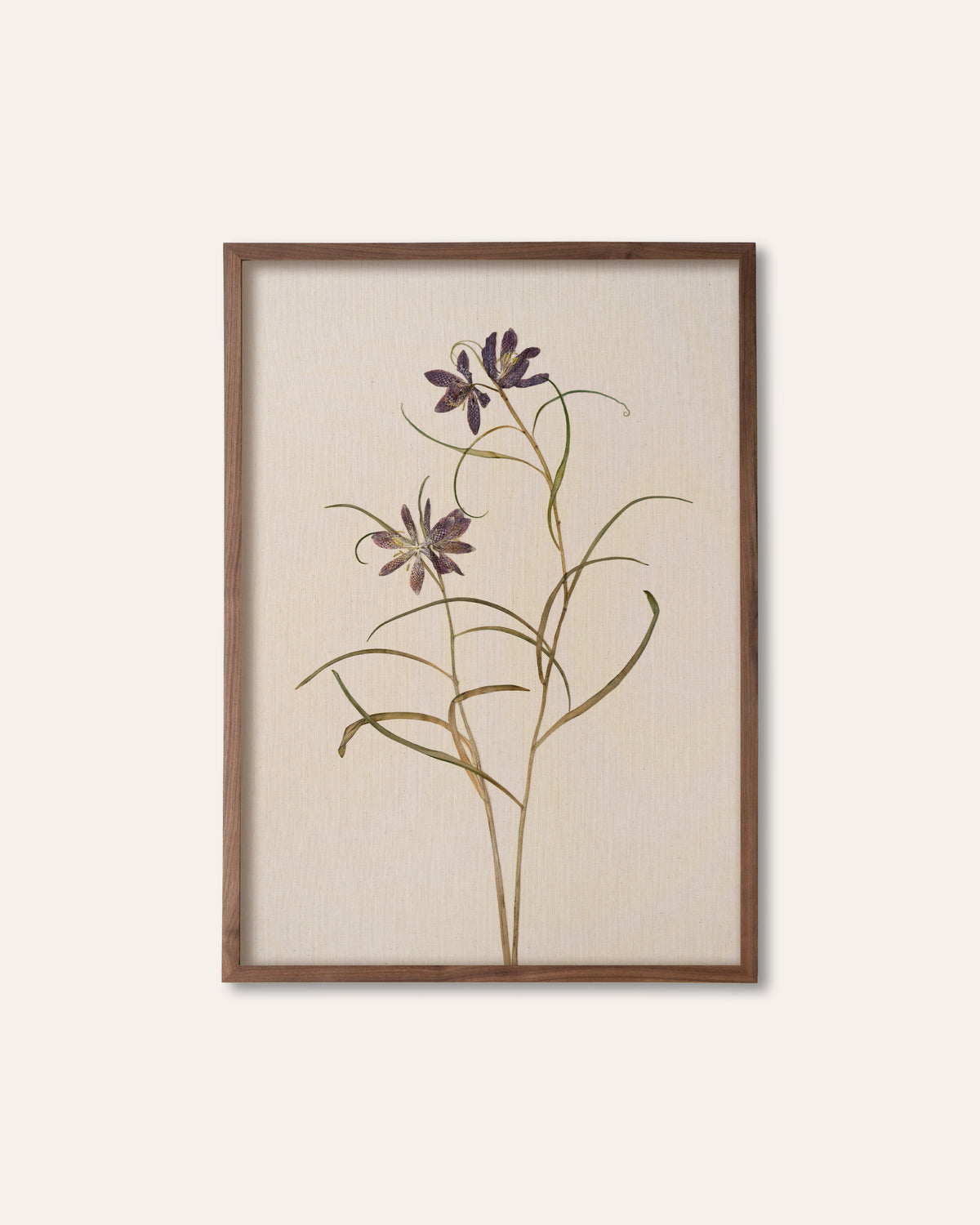 JamJar Edit - Snake's-head fritillary