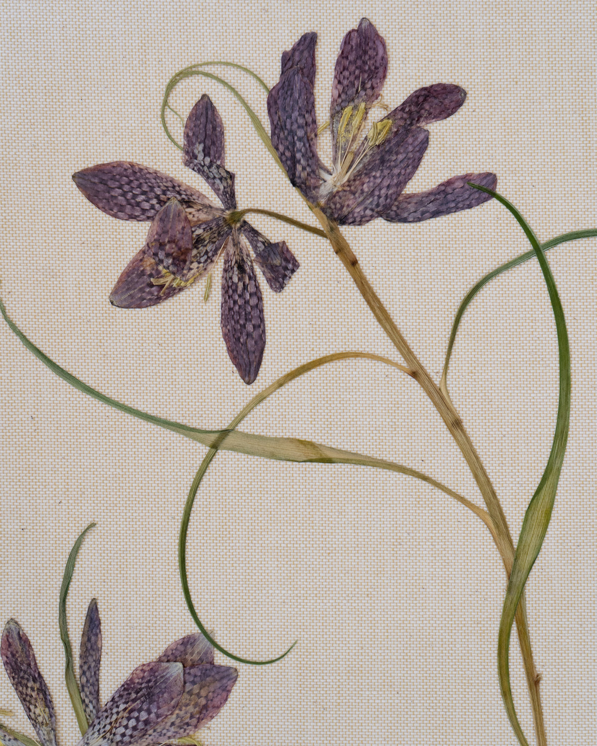 JamJar Edit - Snake's-head fritillary