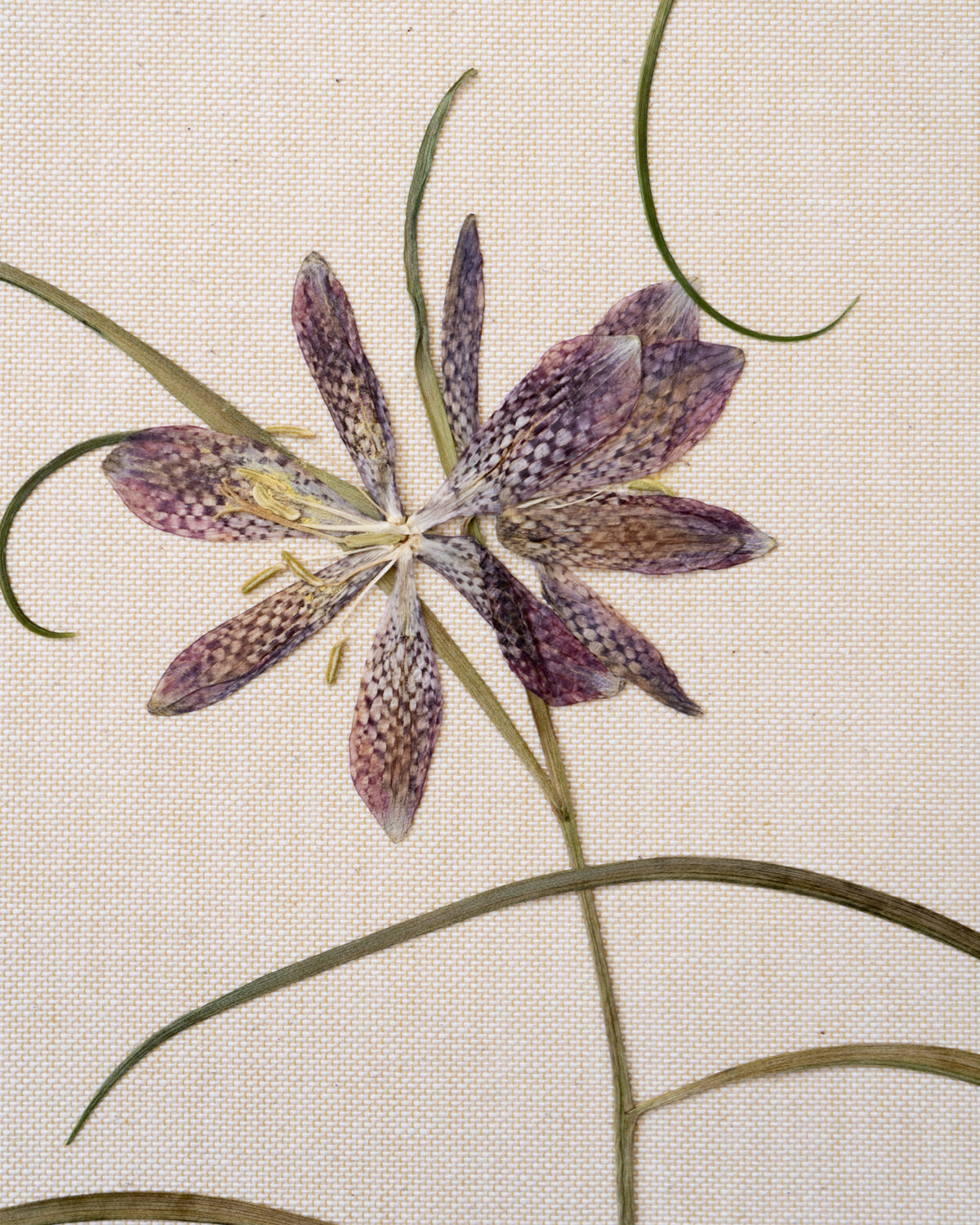 JamJar Edit - Snake's-head fritillary