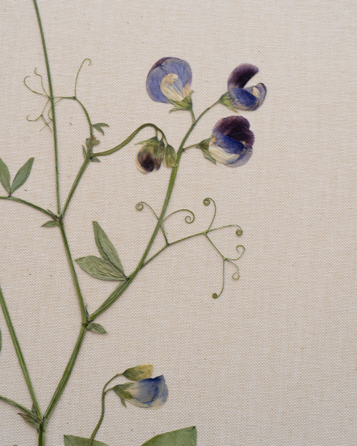 JamJar Edit - Sweet pea