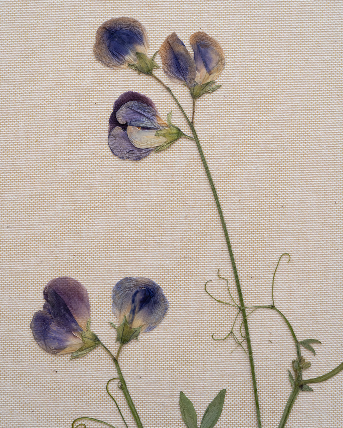 JamJar Edit - Sweet pea